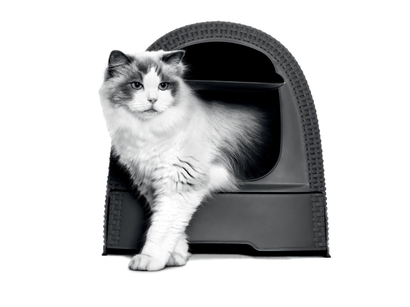 URINARY 2024 - UMBRELLA & FIC - B2B, B2B2C, B2C - EMBLEMATIC RAGDOLL CAT LITTER BODY