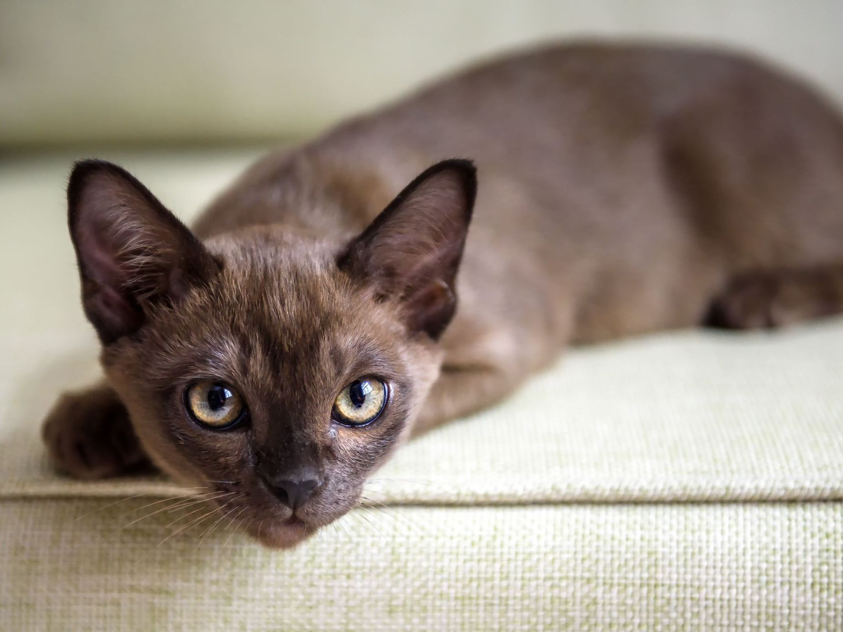 Gato burmés acostado en el sofá, interior