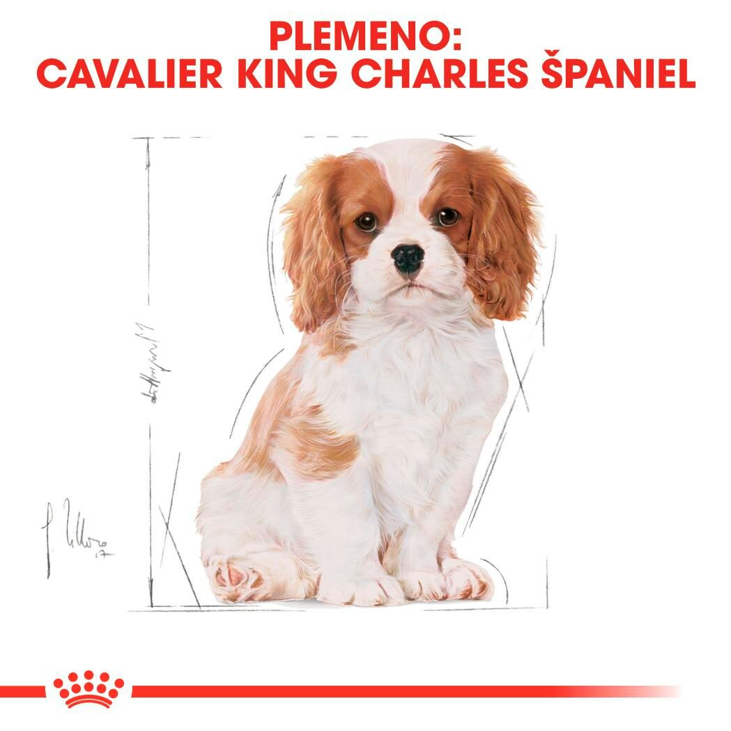 CAVALIER KING CHARLES Puppy