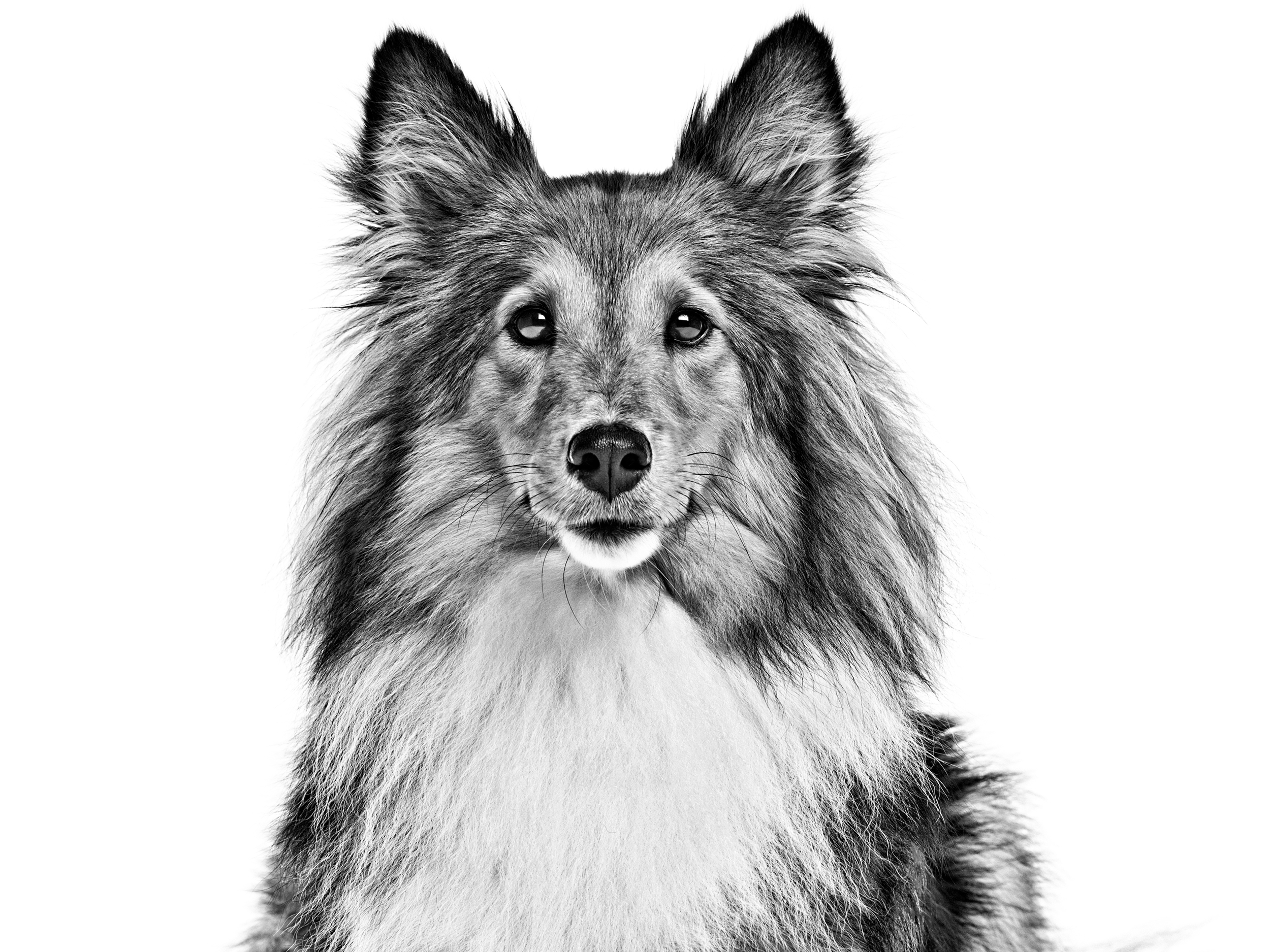 Шелти | Royal Canin UA