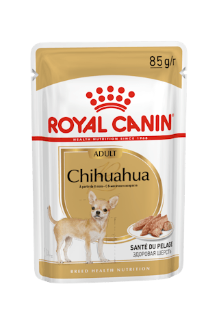 Chihuahua