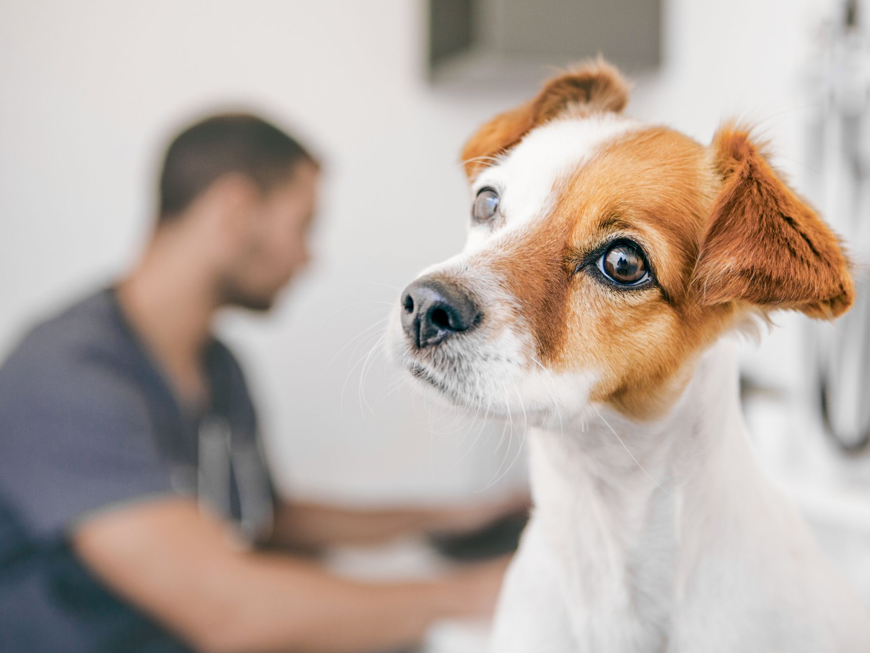 Jack Russell terrier puppy sitting in a veterinary clinic