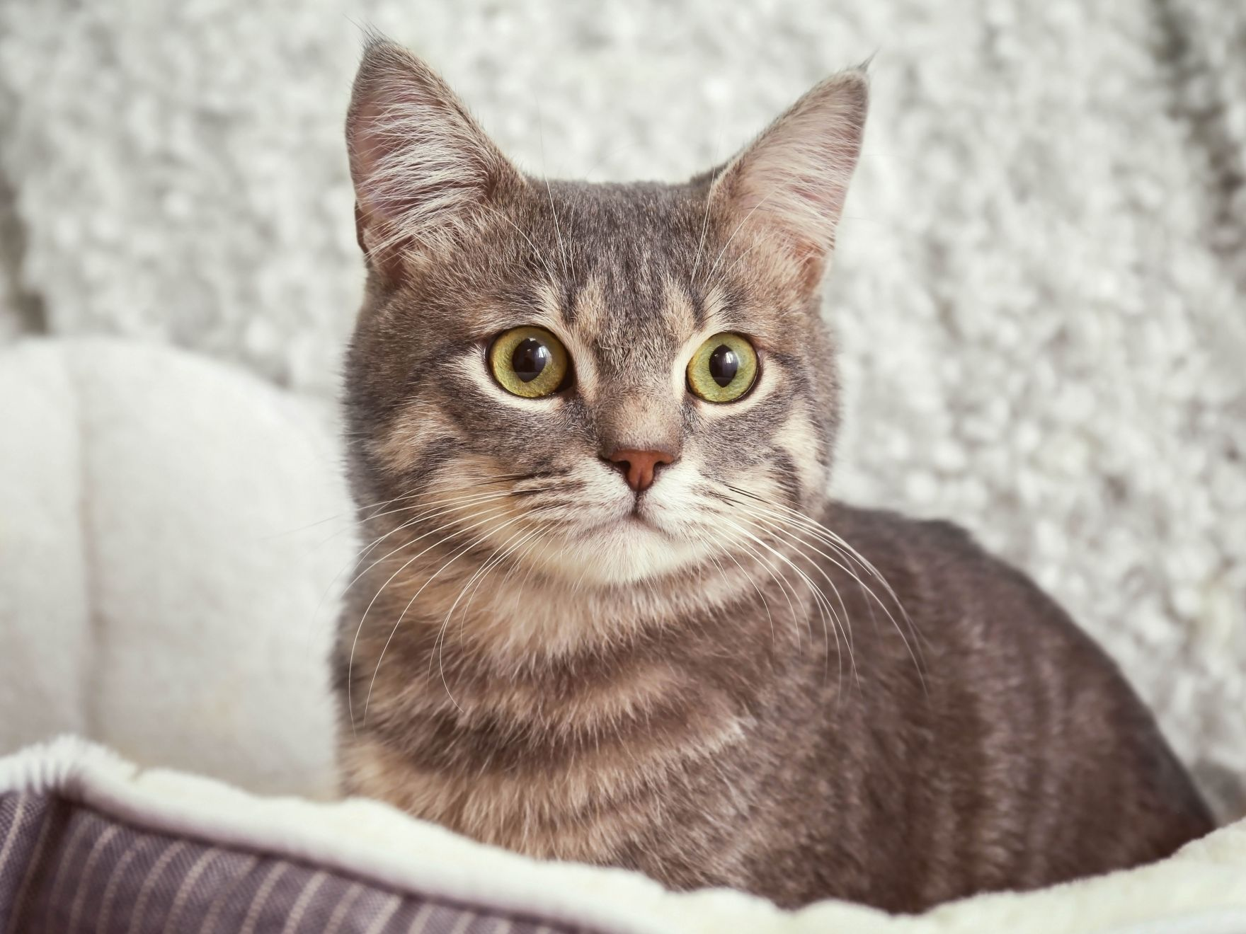 grey cat sat in cat bed