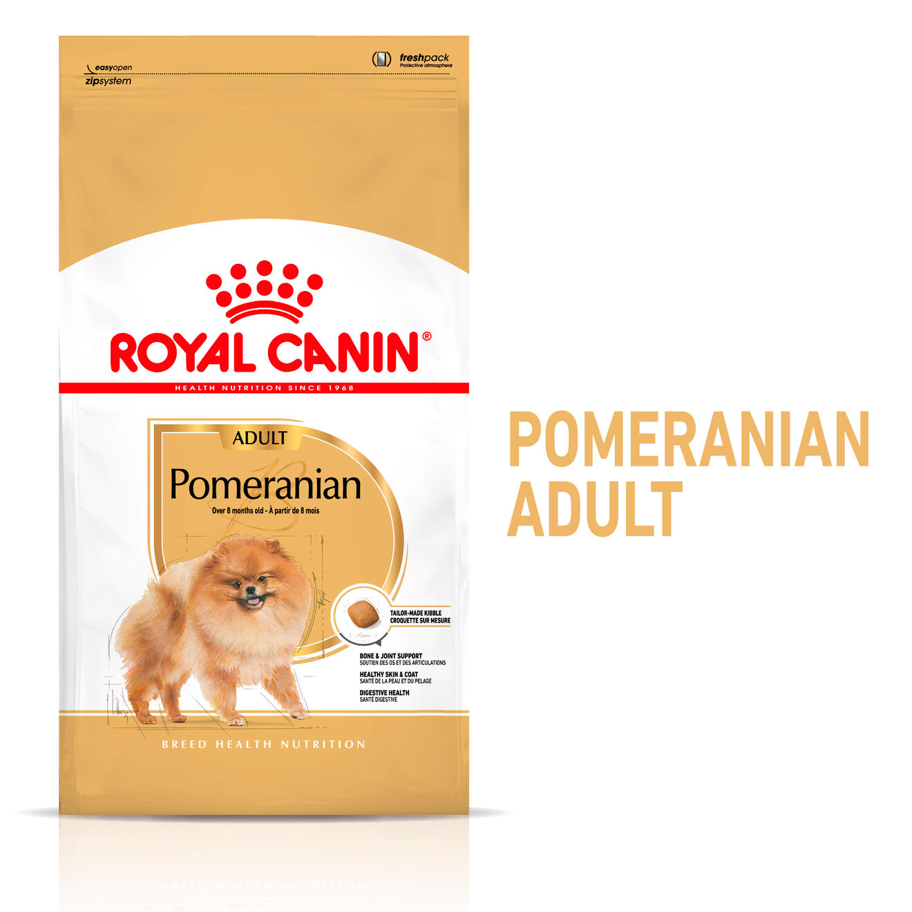 Pomeranian Adult