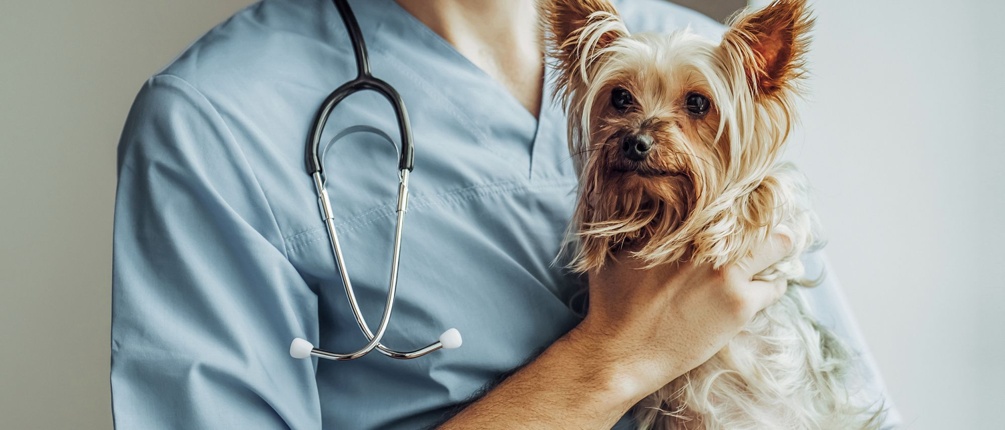 Yorkshire terrier being held by a vet