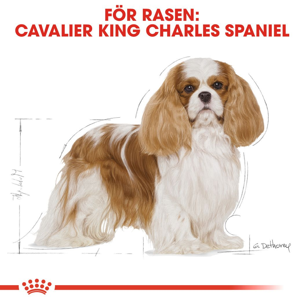 Cavalier King Charles Adult