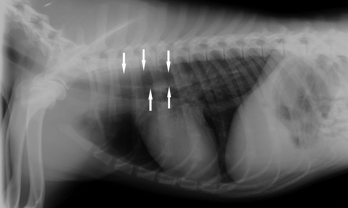 Radiografia toracica del Caso clinico 2. L’esofago dilatato e pieno d’aria può essere visto facilmente nel mediastino craniale (frecce), elemento che suggerisce un’ostruzione esofagea.