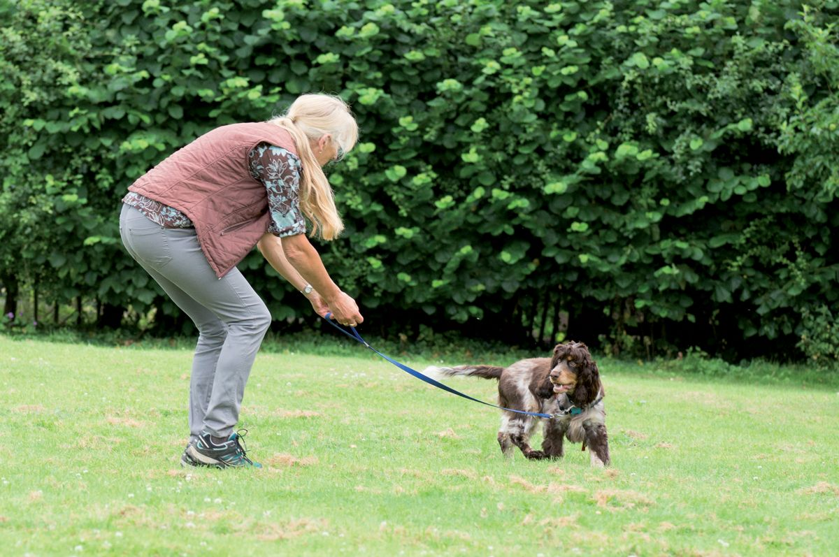 Recall training on a leash: say your dog’s name and “come” to encourage him to turn towards you and follow you for a food reward.