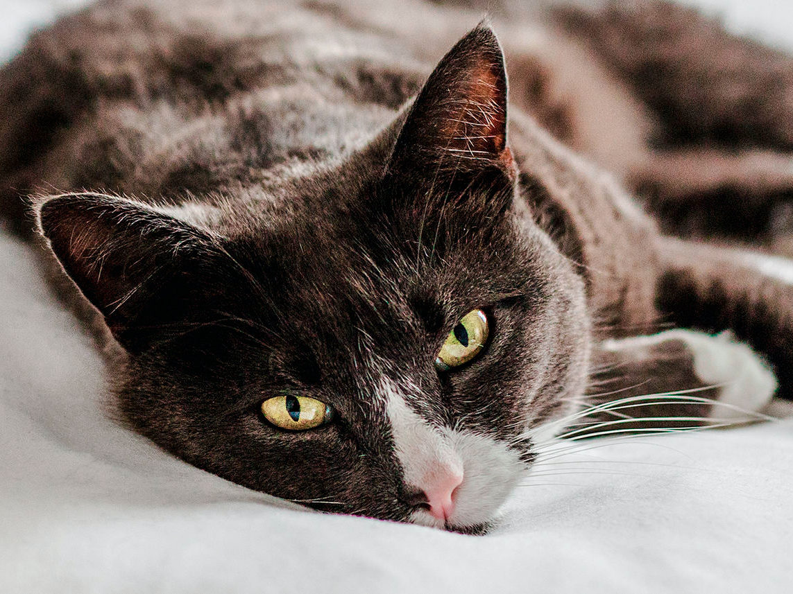 Yetişkin kedi, iç mekânda, beyaz battaniye üzerinde uzanıyor