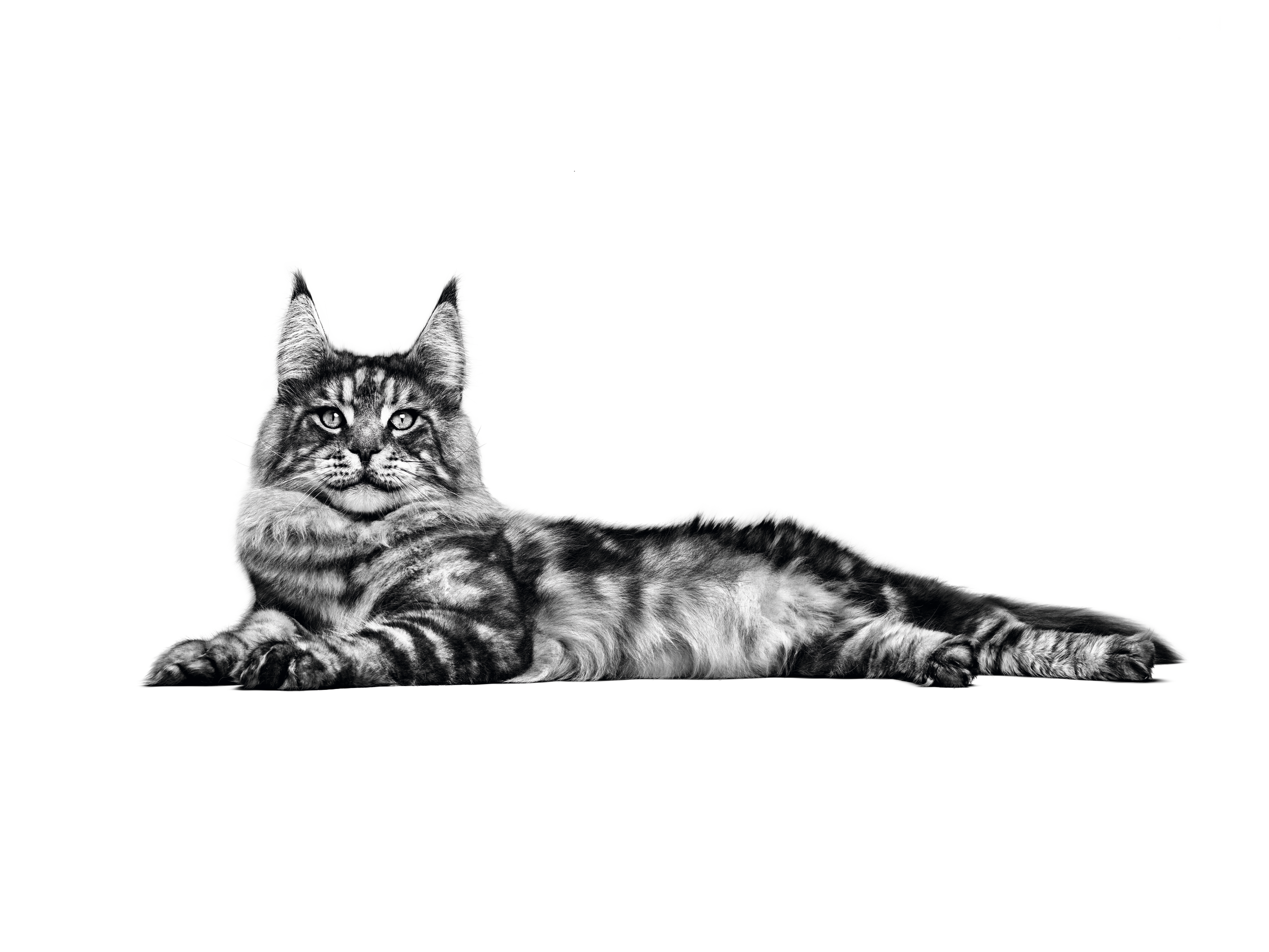 Maine-Coon-Katze liegt in Schwarzweiß vor weißem Hintergrund