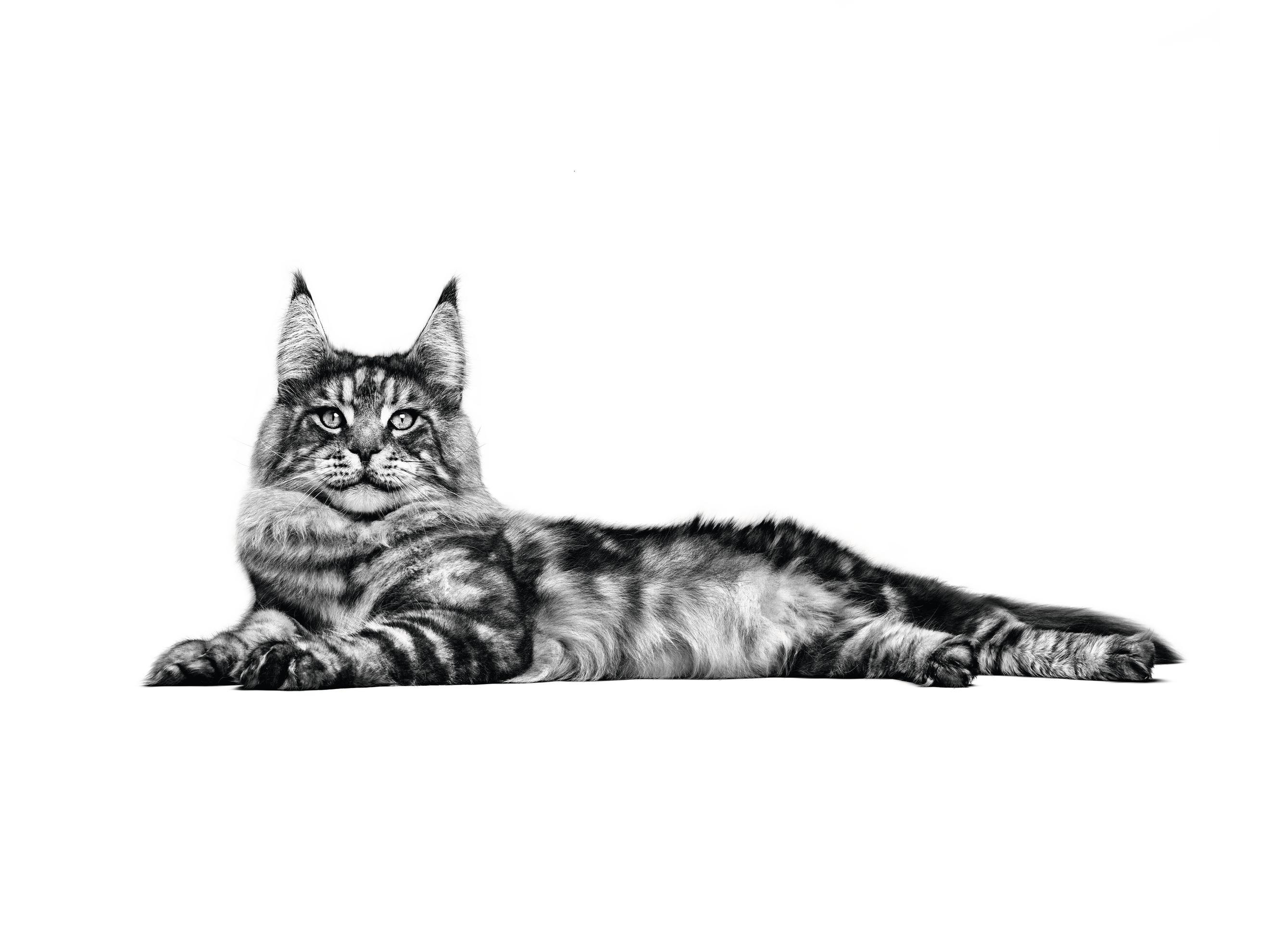 Maine Coon adult lying down in black and white on a white background