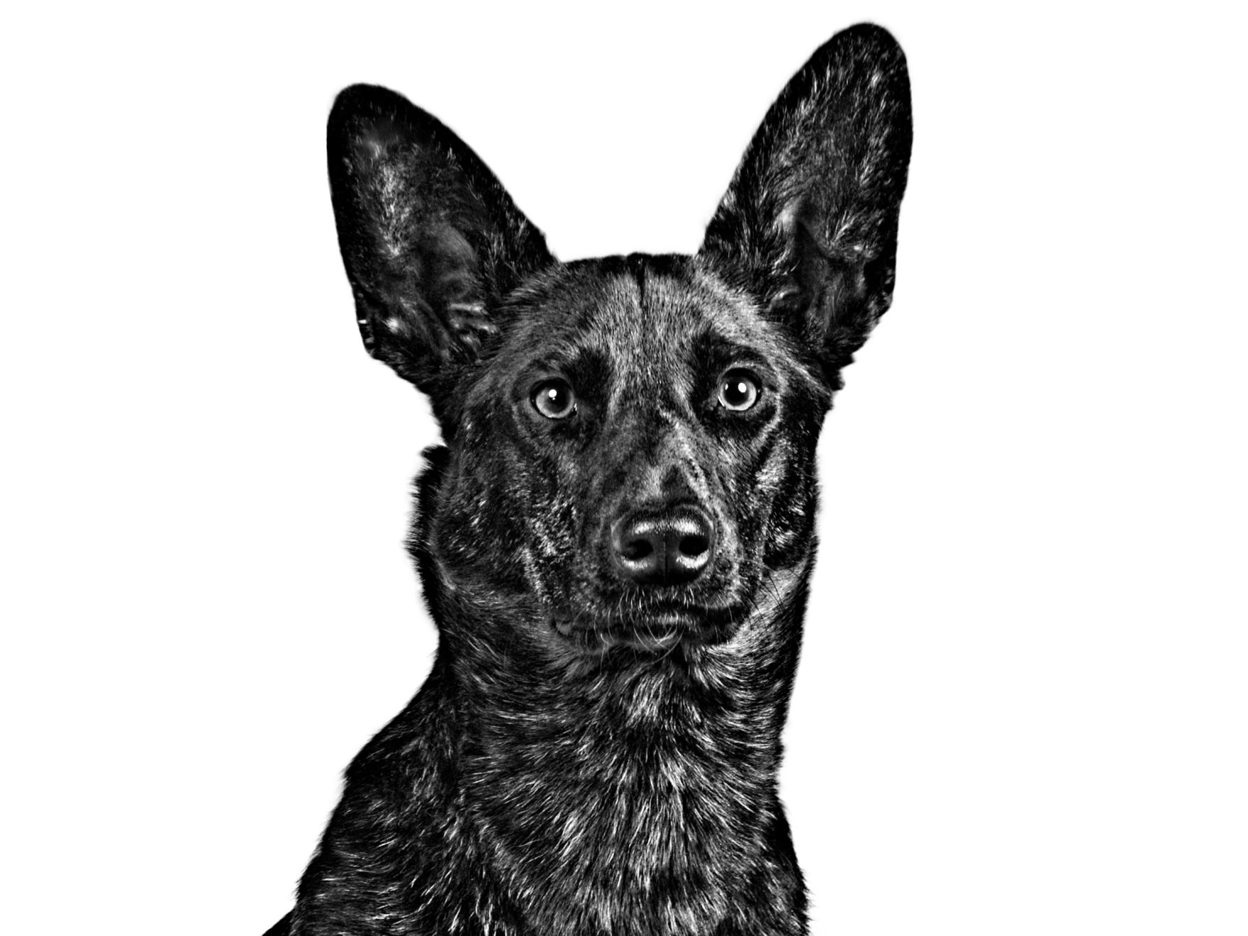 Dutch shepherd dog black and white