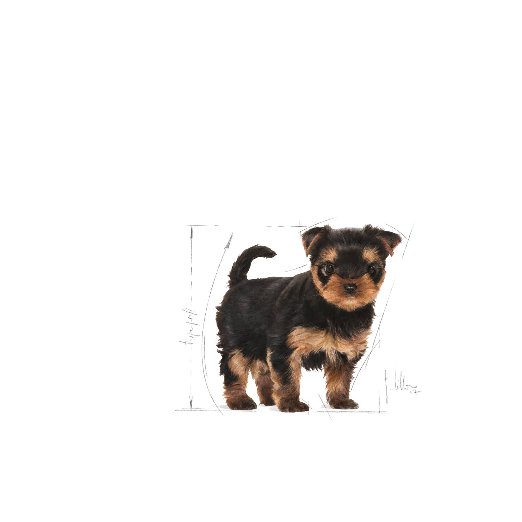 อาหารลูกสุนัข พันธุ์ยอร์คไชร์ เทอร์เรีย ชนิดเม็ด (YORKSHIRE TERRIER PUPPY)