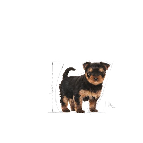 Yorkshire Terrier Puppy