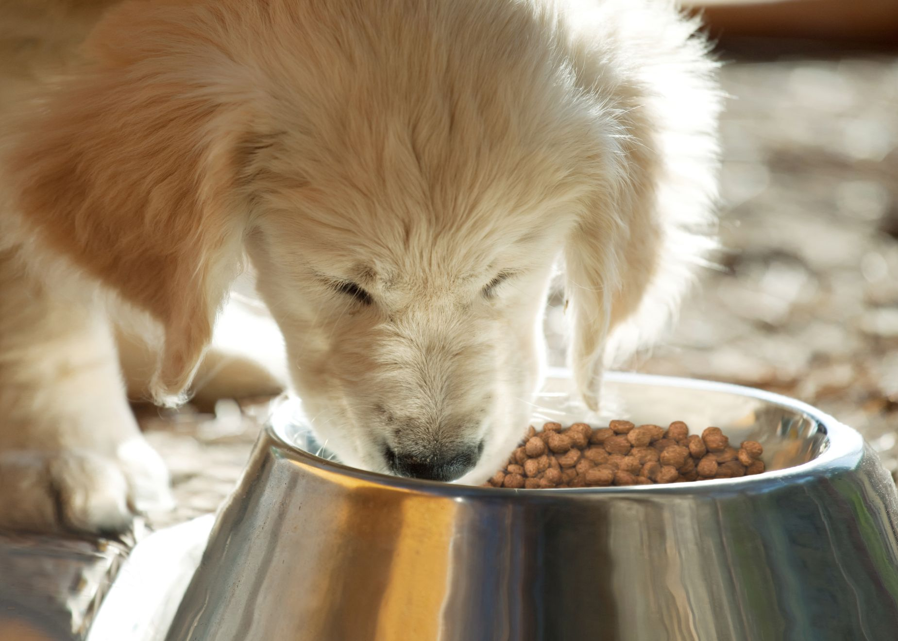 Eukanuba sales puppy starter