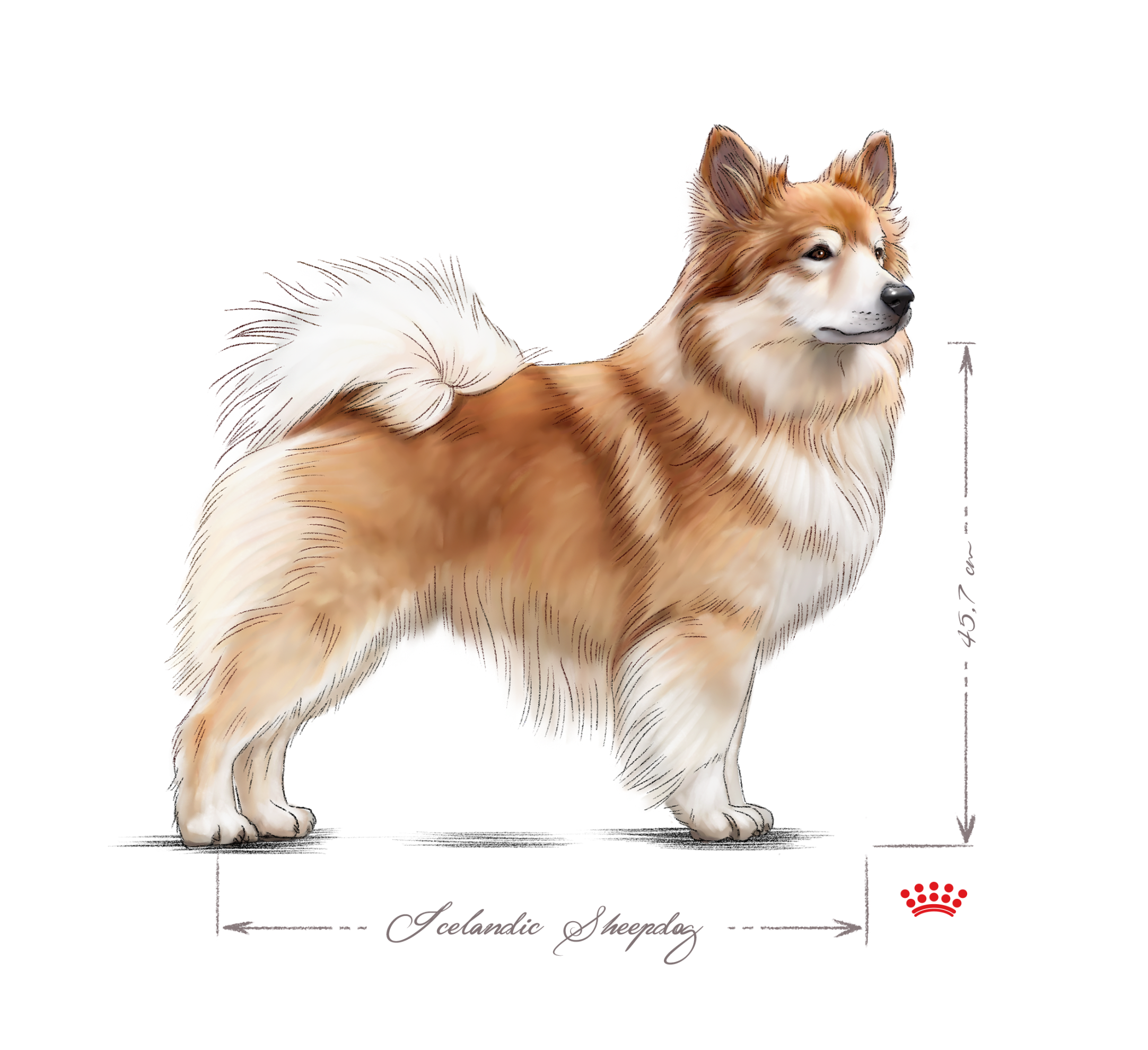 Icelandic Sheepdog adult in black and white