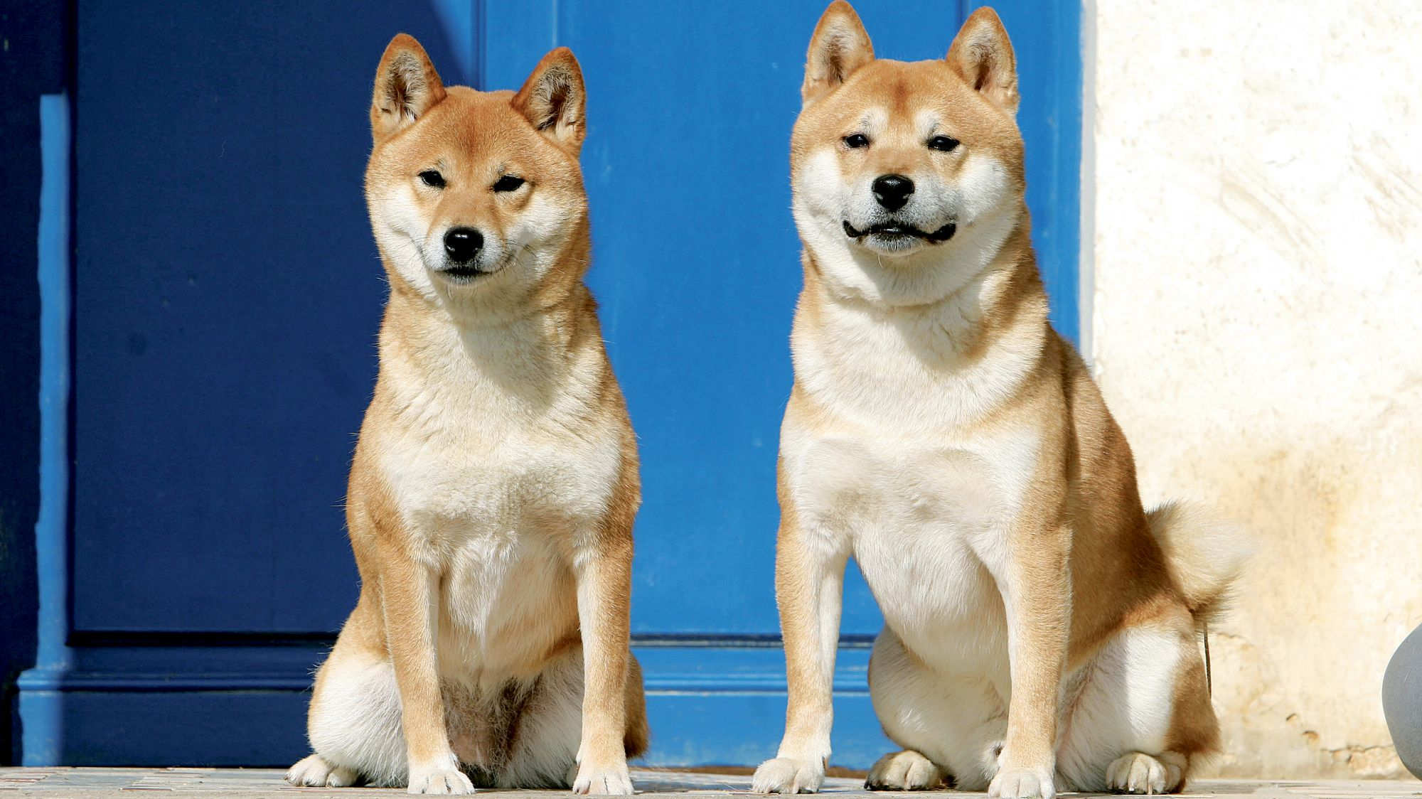 Dois Shibas sentados num degrau frente a uma porta azul