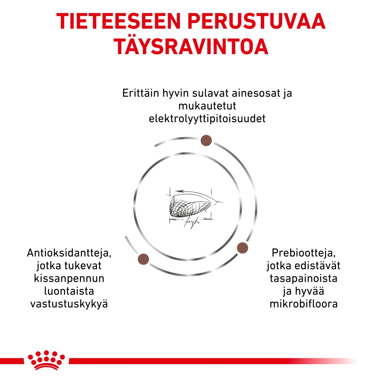 Gastrointestinal Kitten