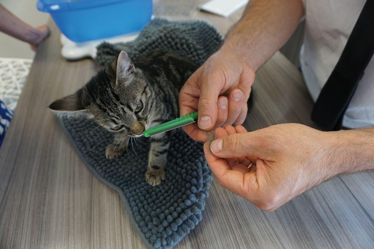 Die Kontrolle des Katzenwelpen auf Flohkot kann gleichzeitig mit der praktischen Demonstration der Maßnahmen zur Fell- und Körperpflege stattfinden.