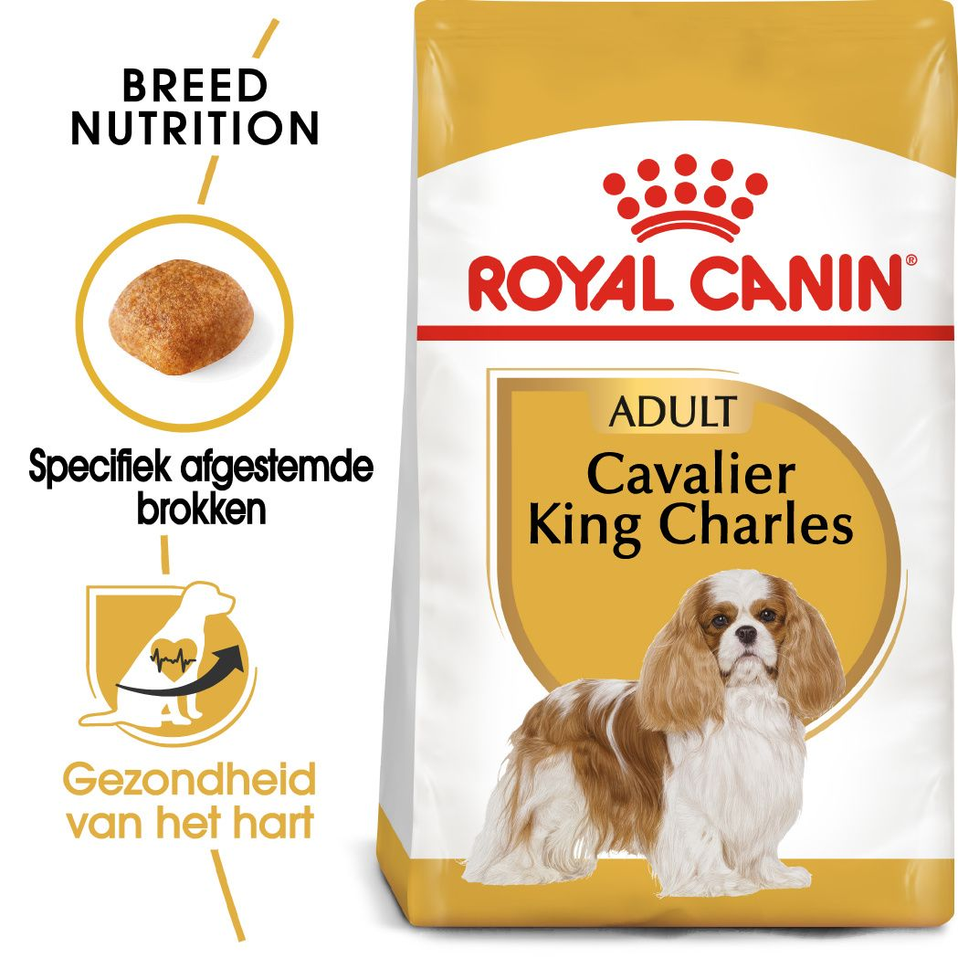 Cavalier King Charles Adult