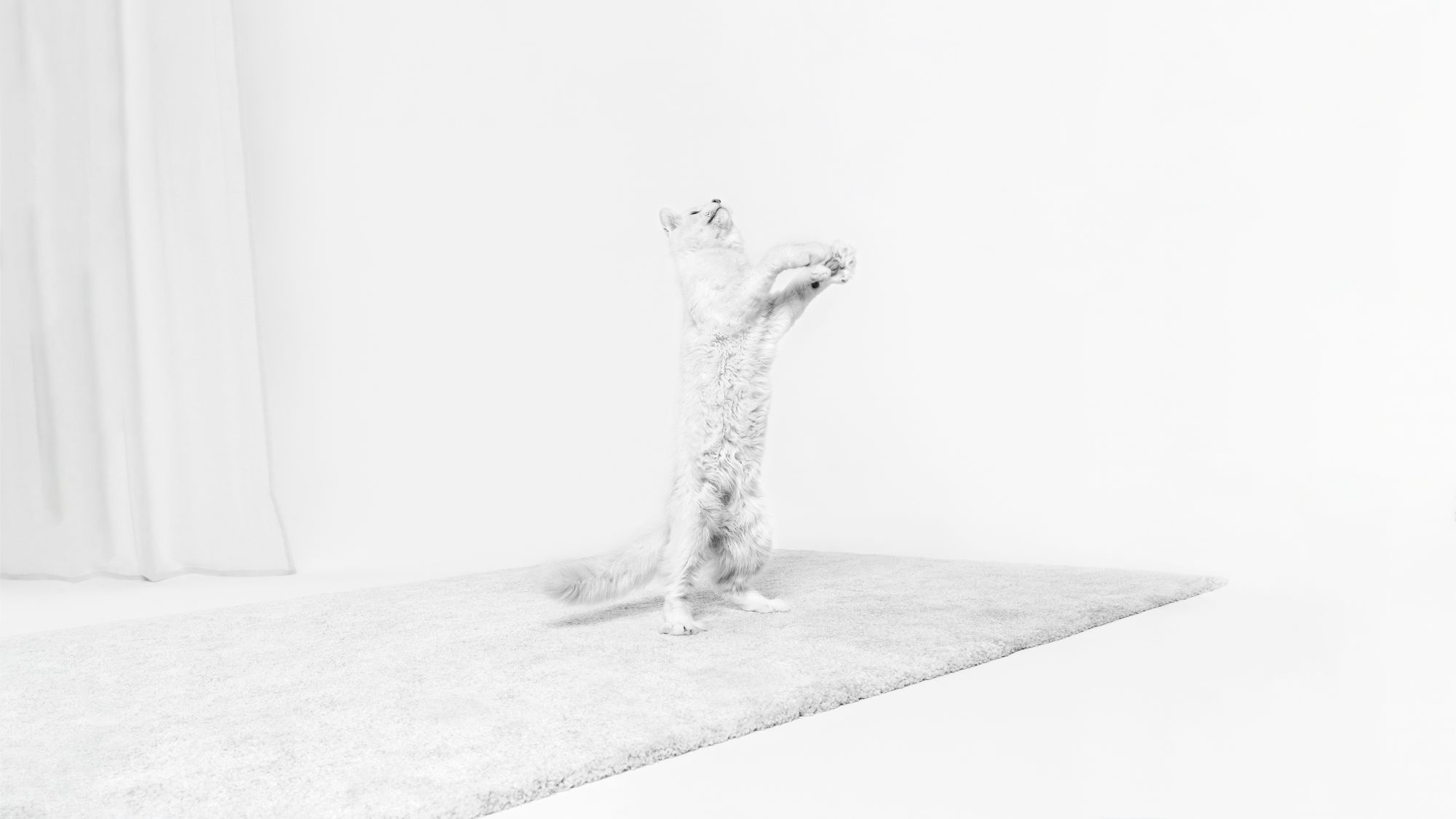 흑백 사진의 뒷발로 카펫에 서있는 하얀 새끼 고양이