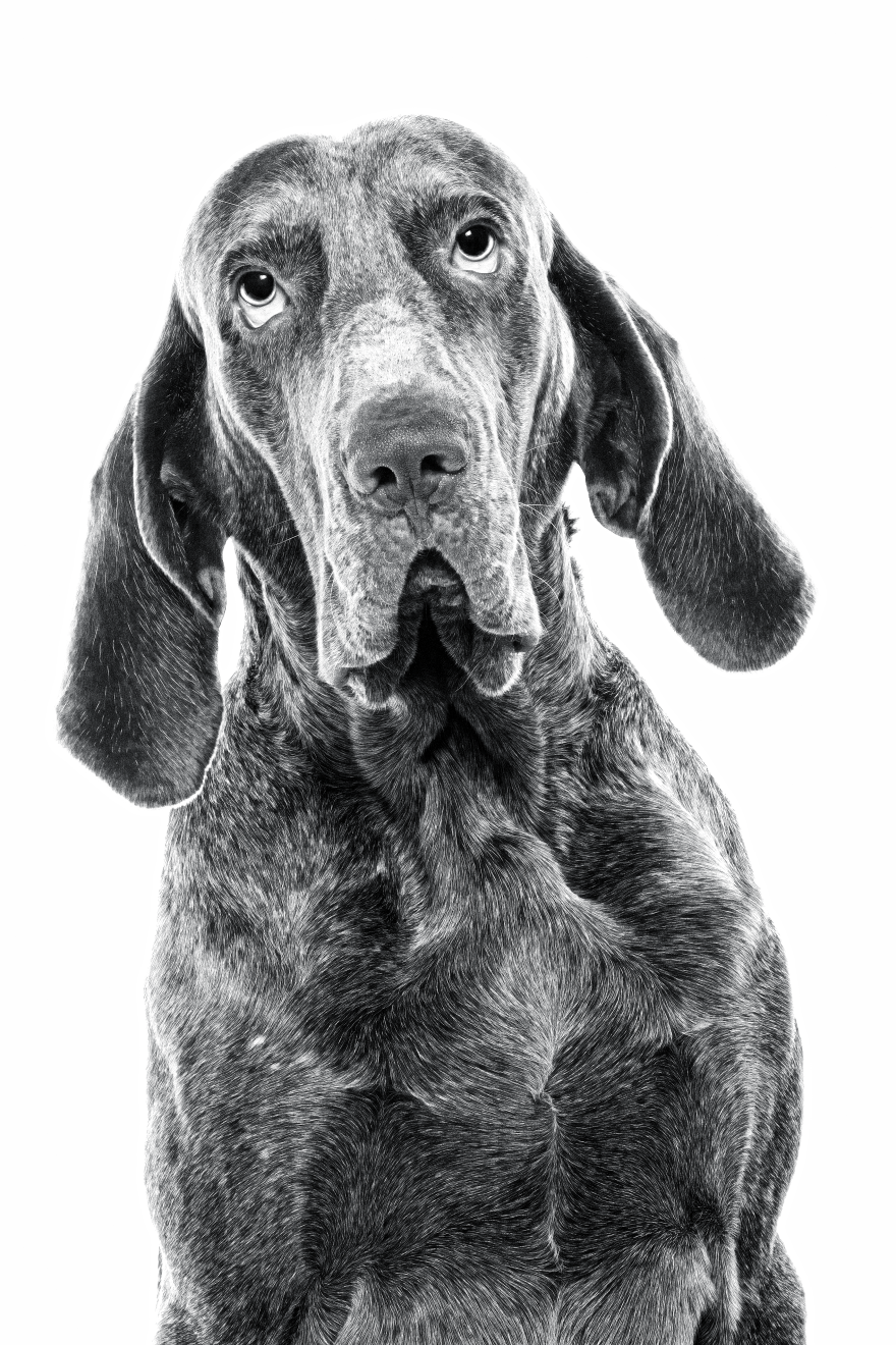 perdiguero-de-bourgos-bw1