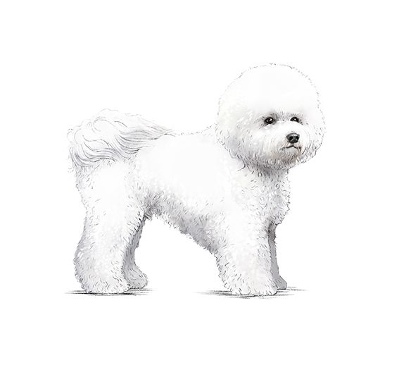 Illustration av en bichon frisé