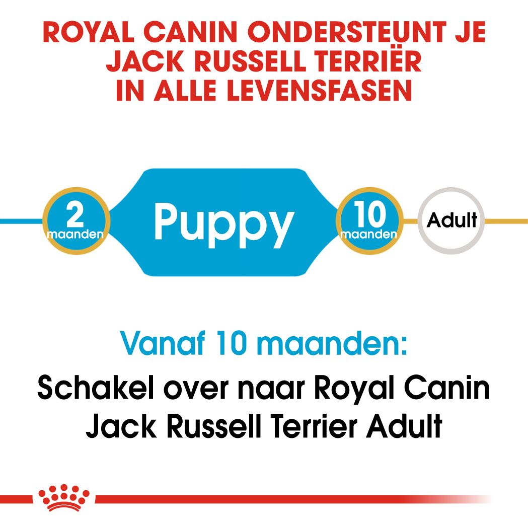 Royal canin jack hot sale russell terrier puppy