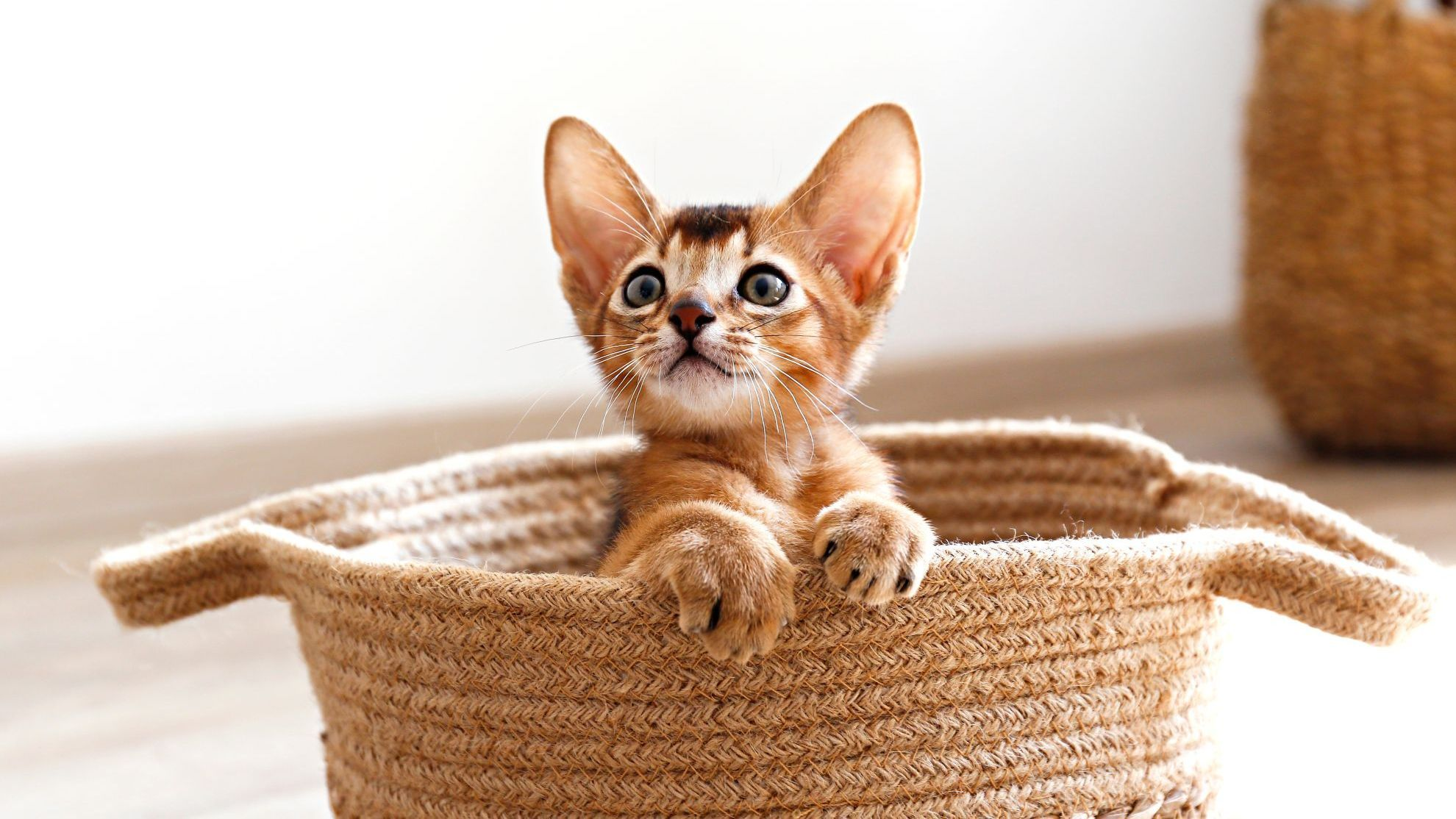 Chaton abyssin dans son panier à la maison