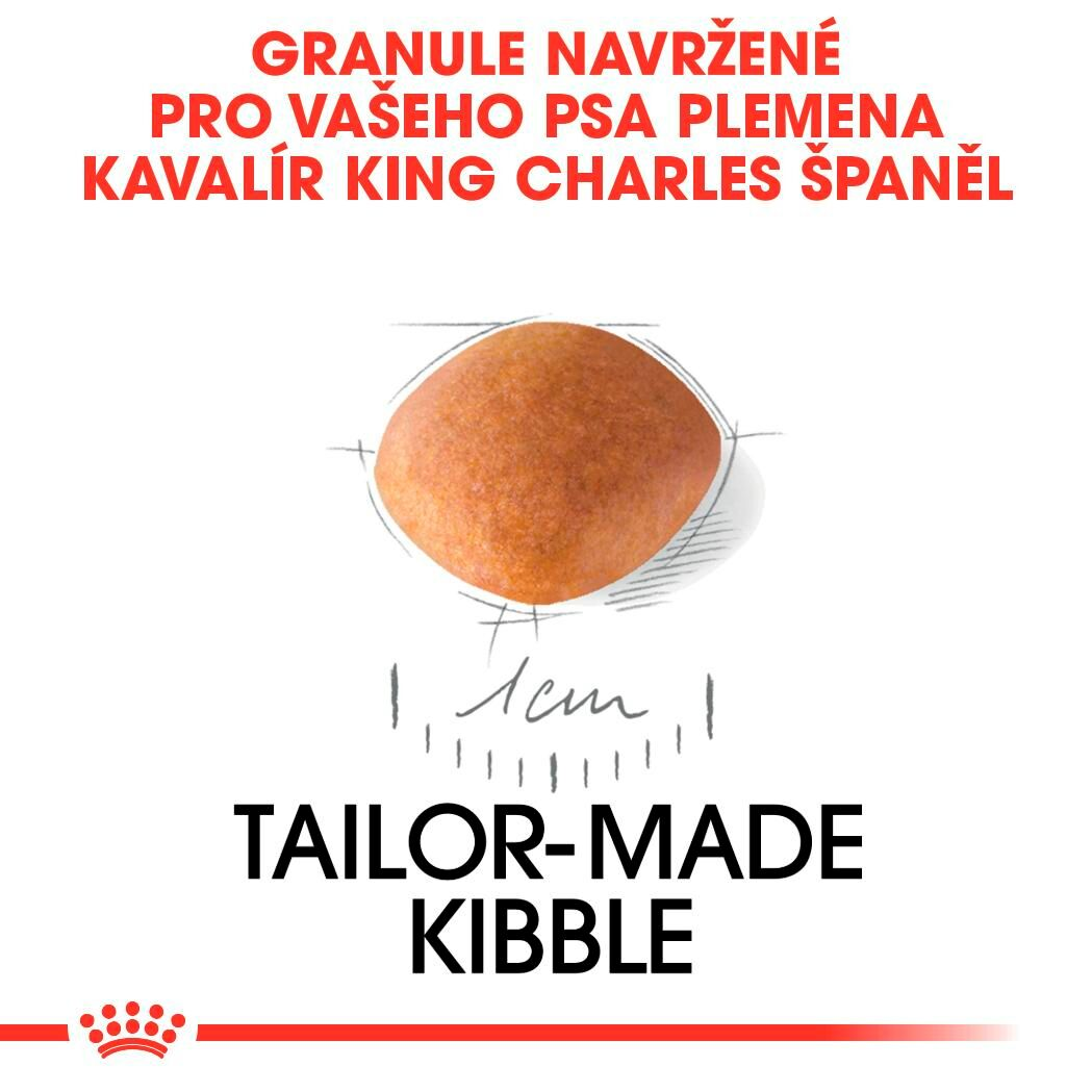 CAVALIER KING CHARLES Puppy