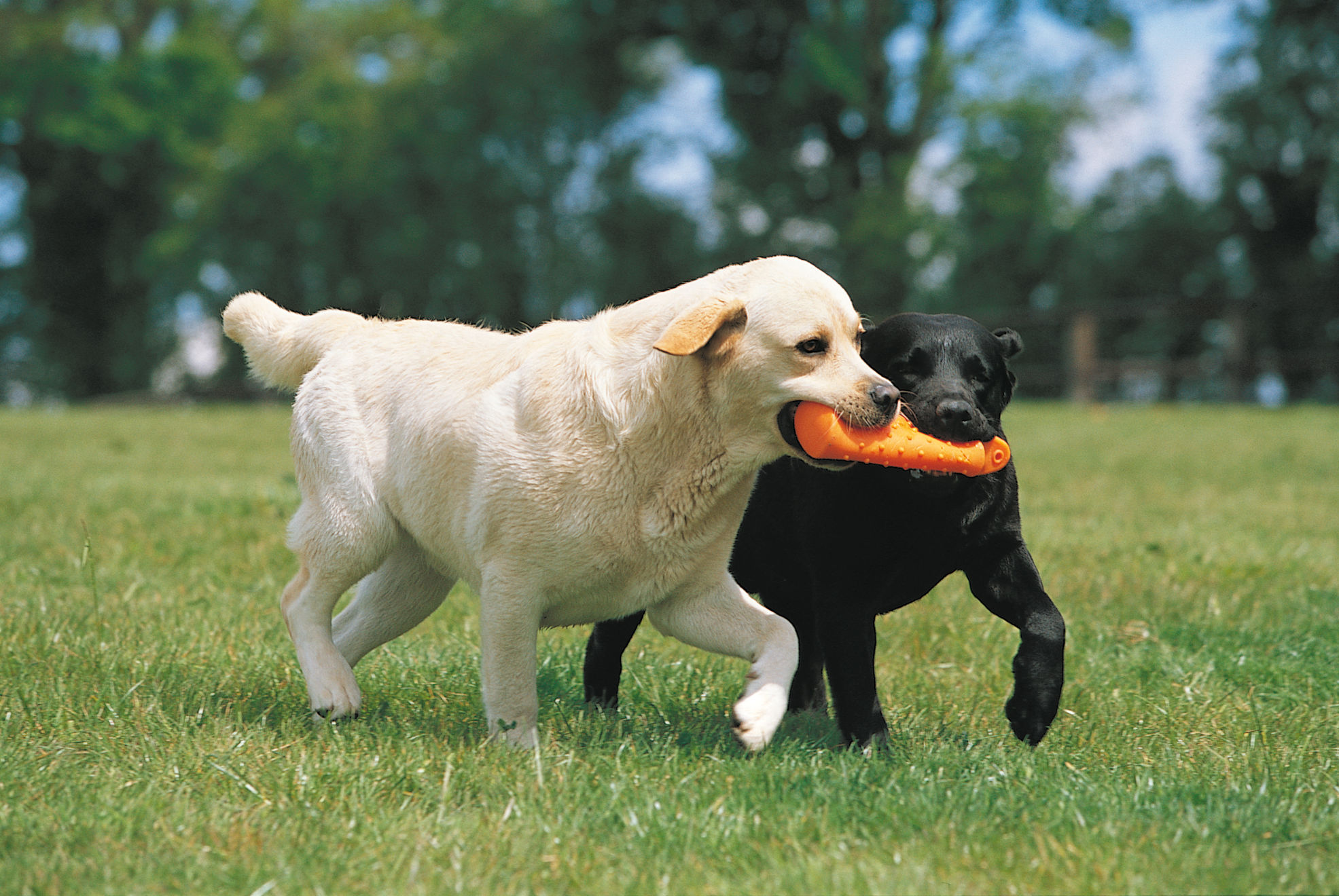 black and yellow labradors playing with a ball