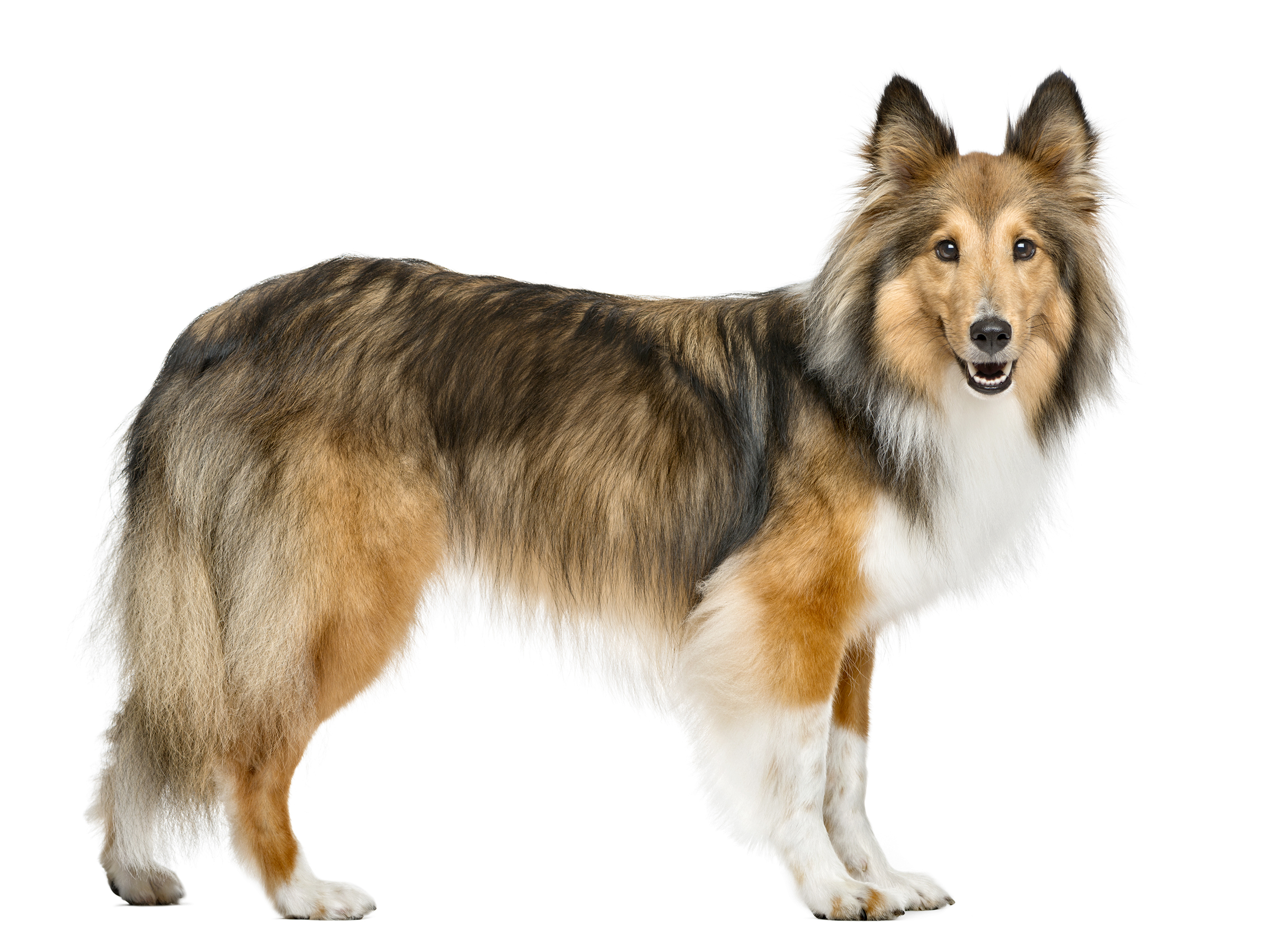 black and white shetland sheepdog adult