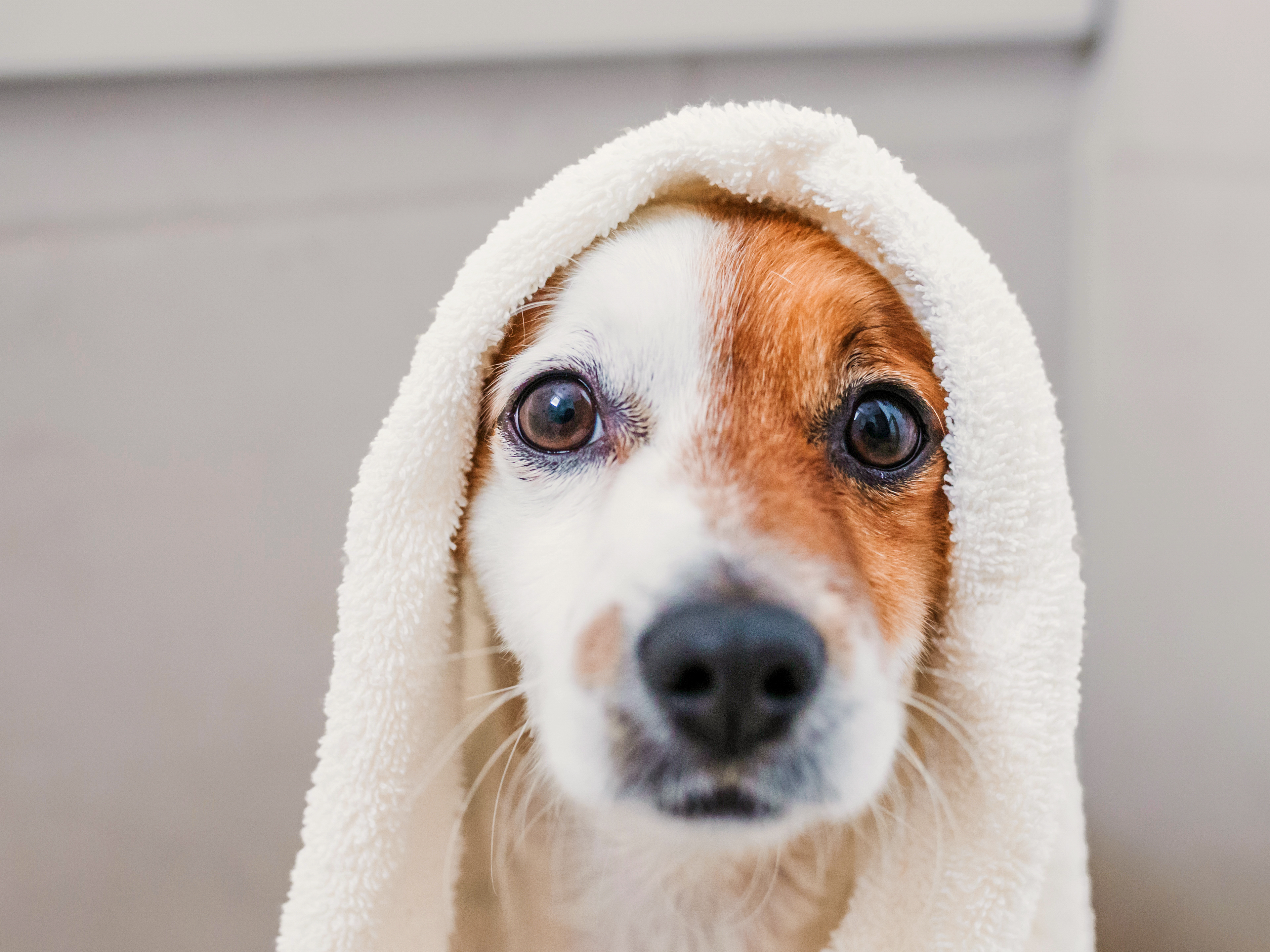 Jack Russell Terrier puppy with a white towel on its head