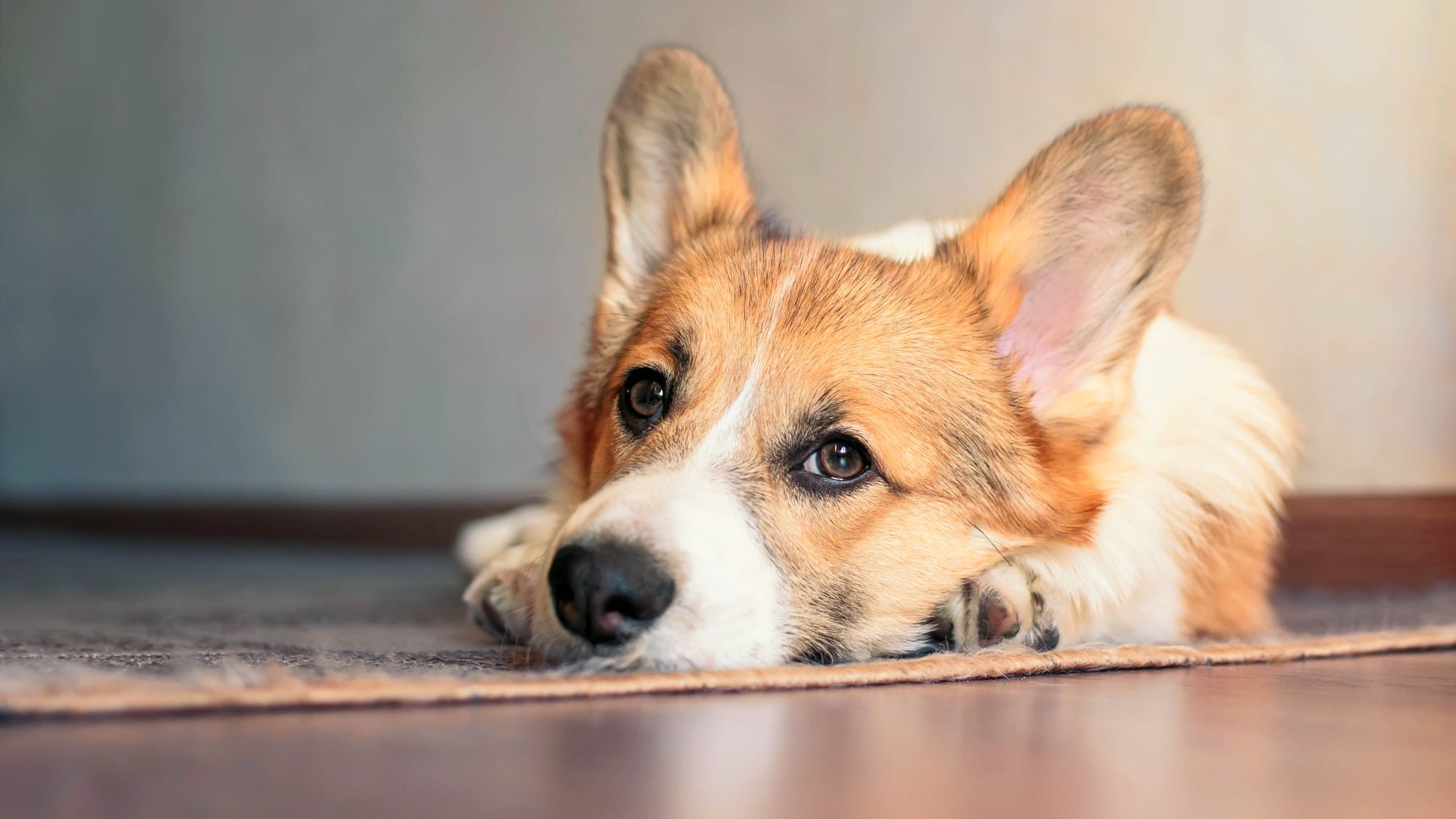 Brown and White Corgi Laying Down