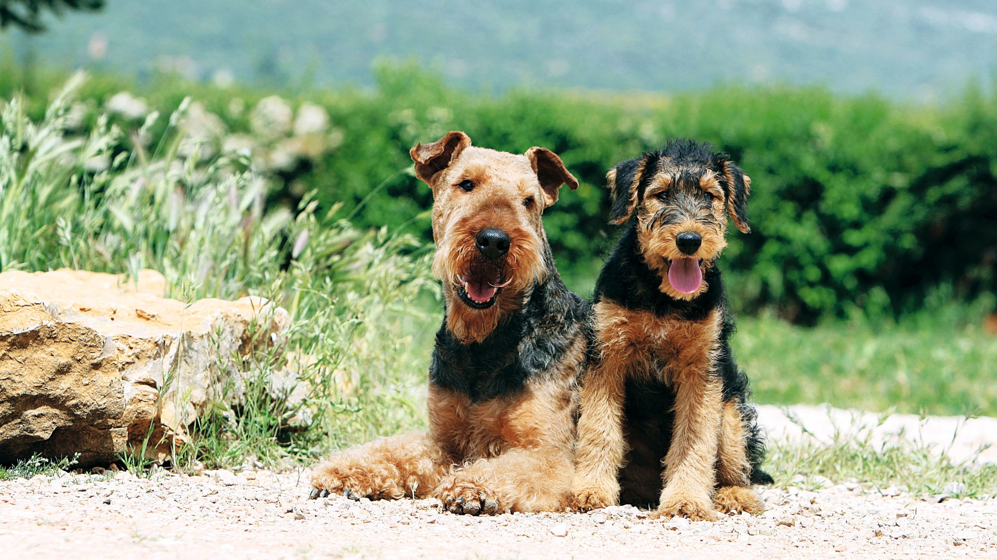Two Airedale Terriers sat next to each other 