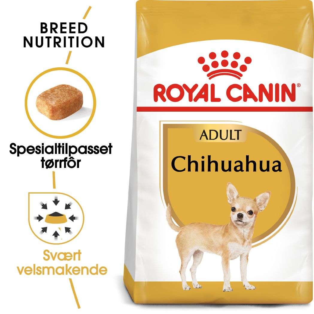 Chihuahua Adult
