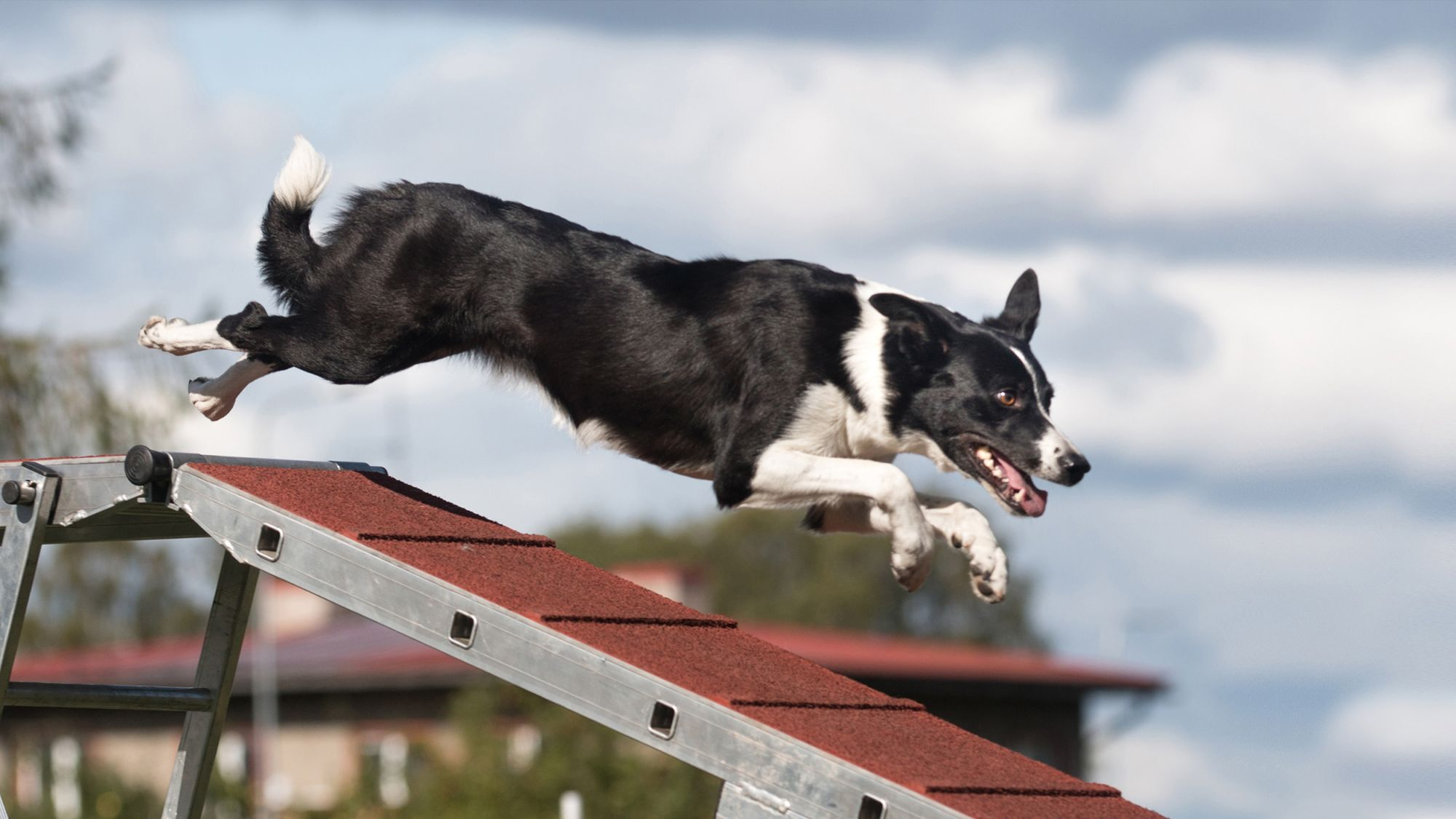 Royal canin outlet agility