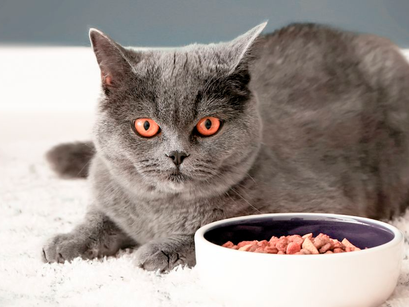 British Shorthair cat lying down on a white rug next to a feeding bowl