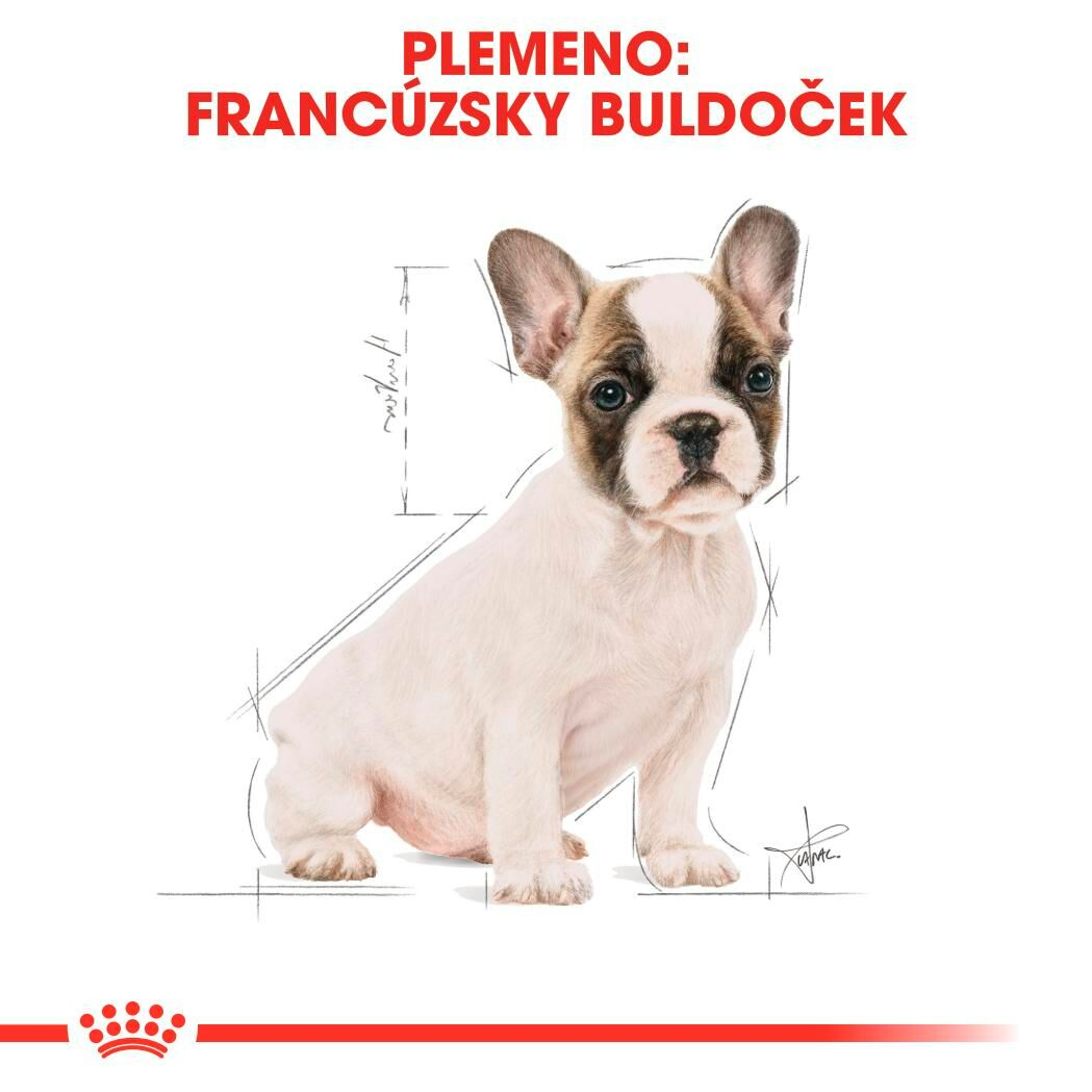 FRENCH BULLDOG Puppy