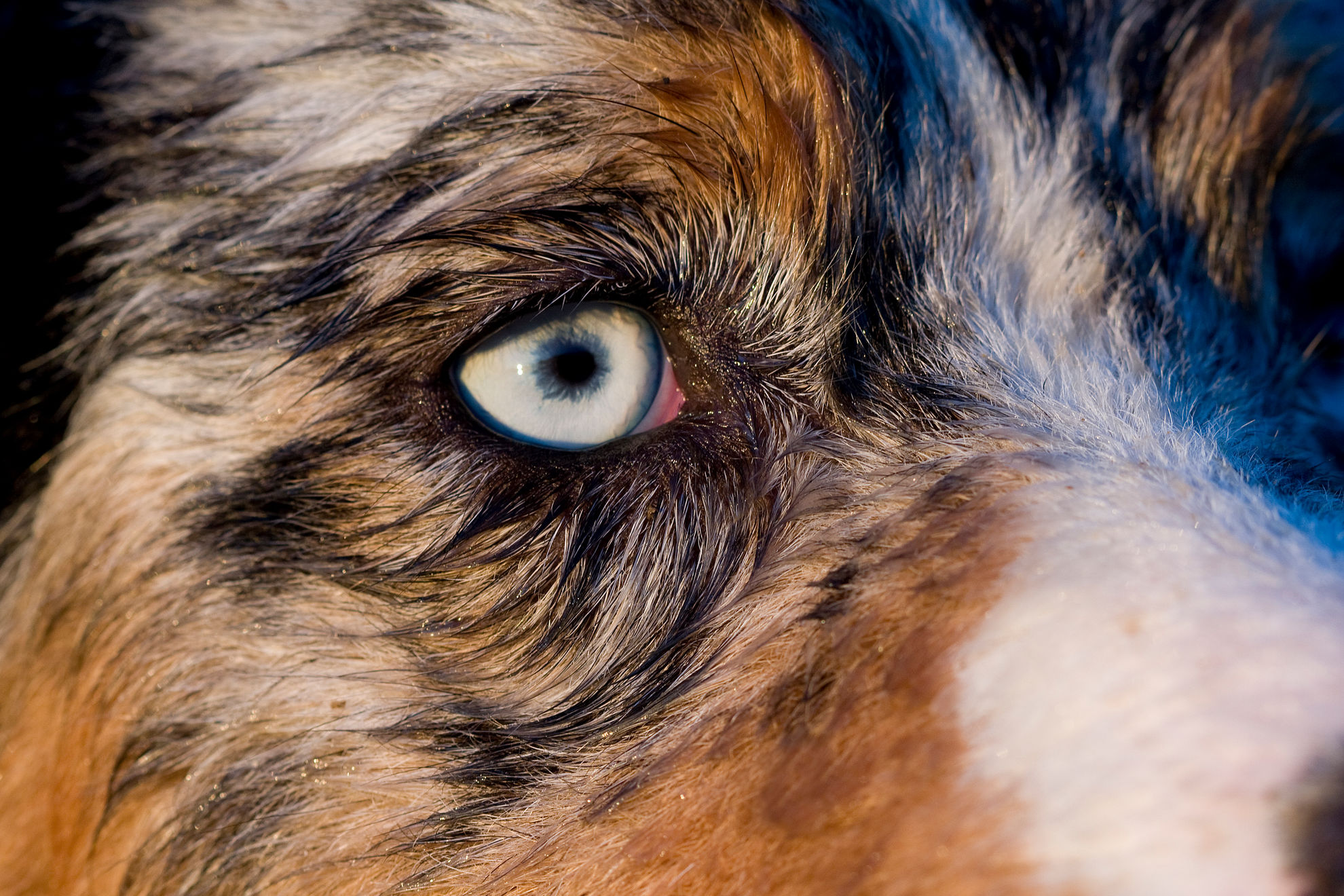 Почему у собаки слезятся глаза - симптомы, лечение, чем промывать