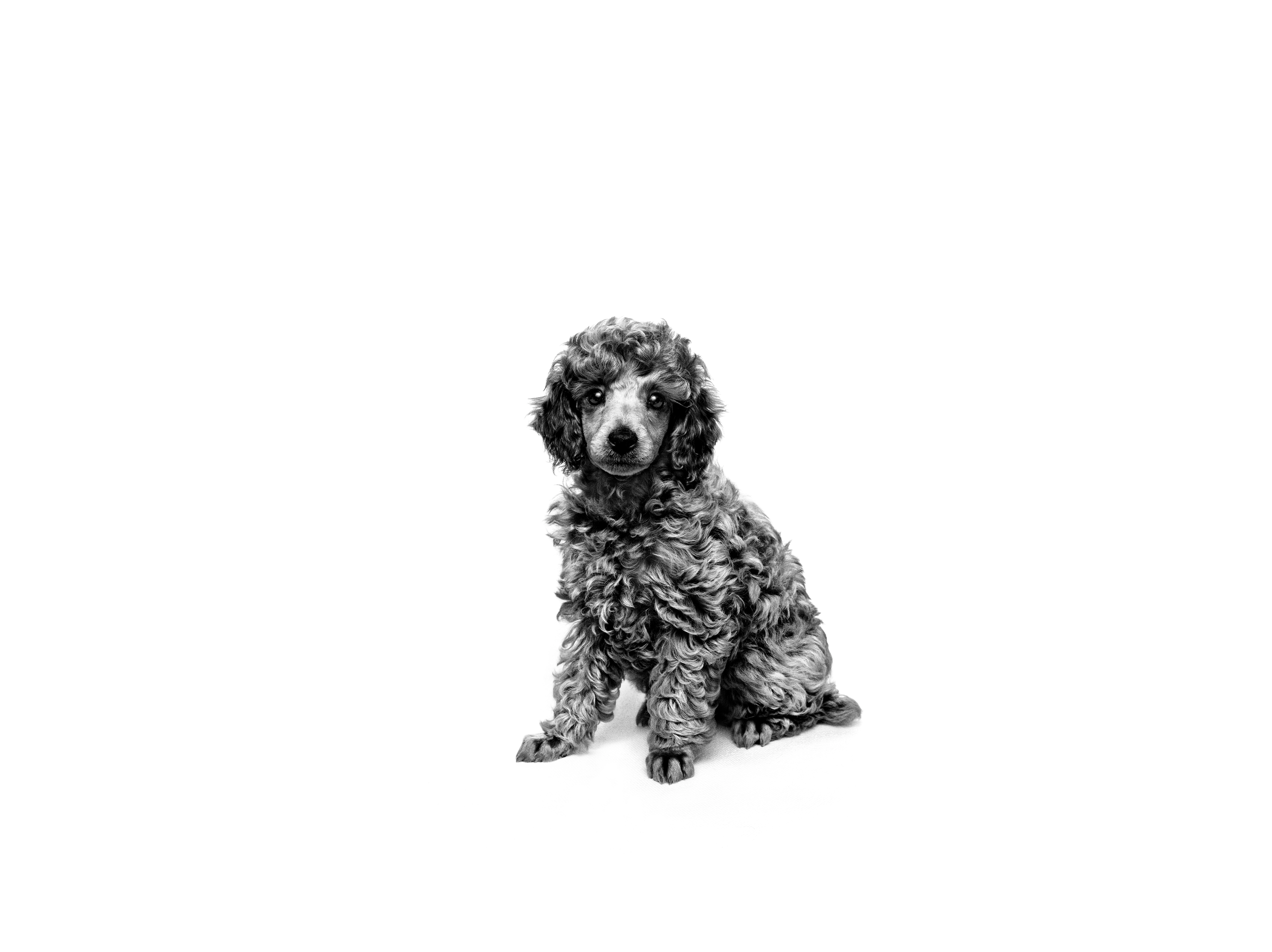 Poodle puppy sitting black and white