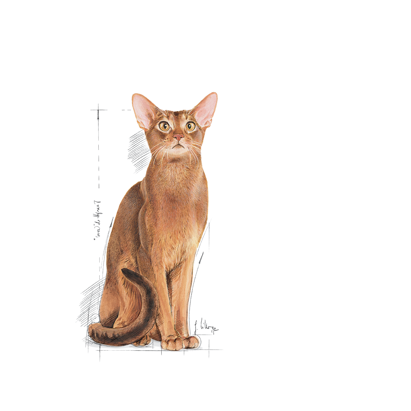 protein exigent royal canin