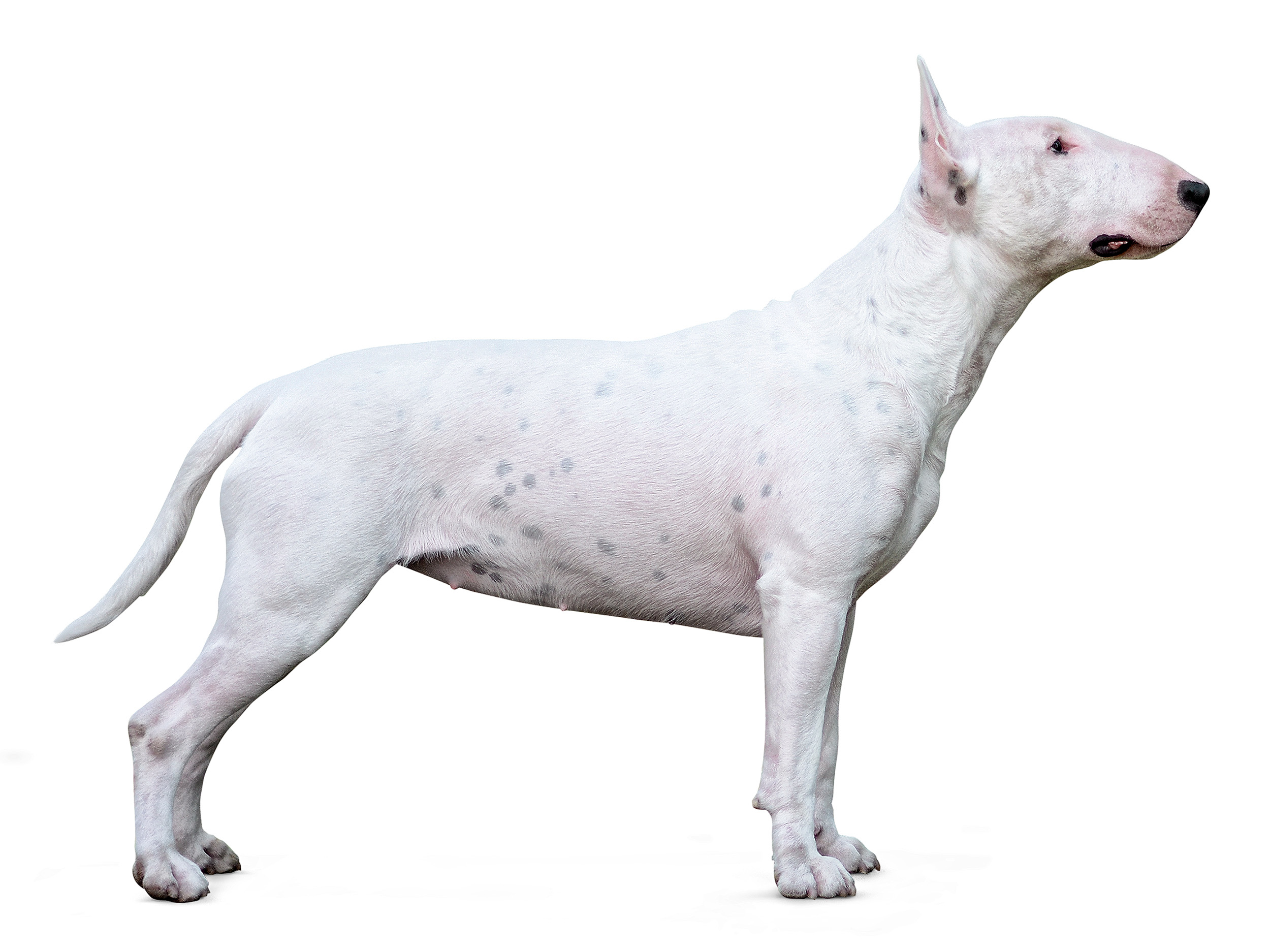 Bull Terrier adult in black and white