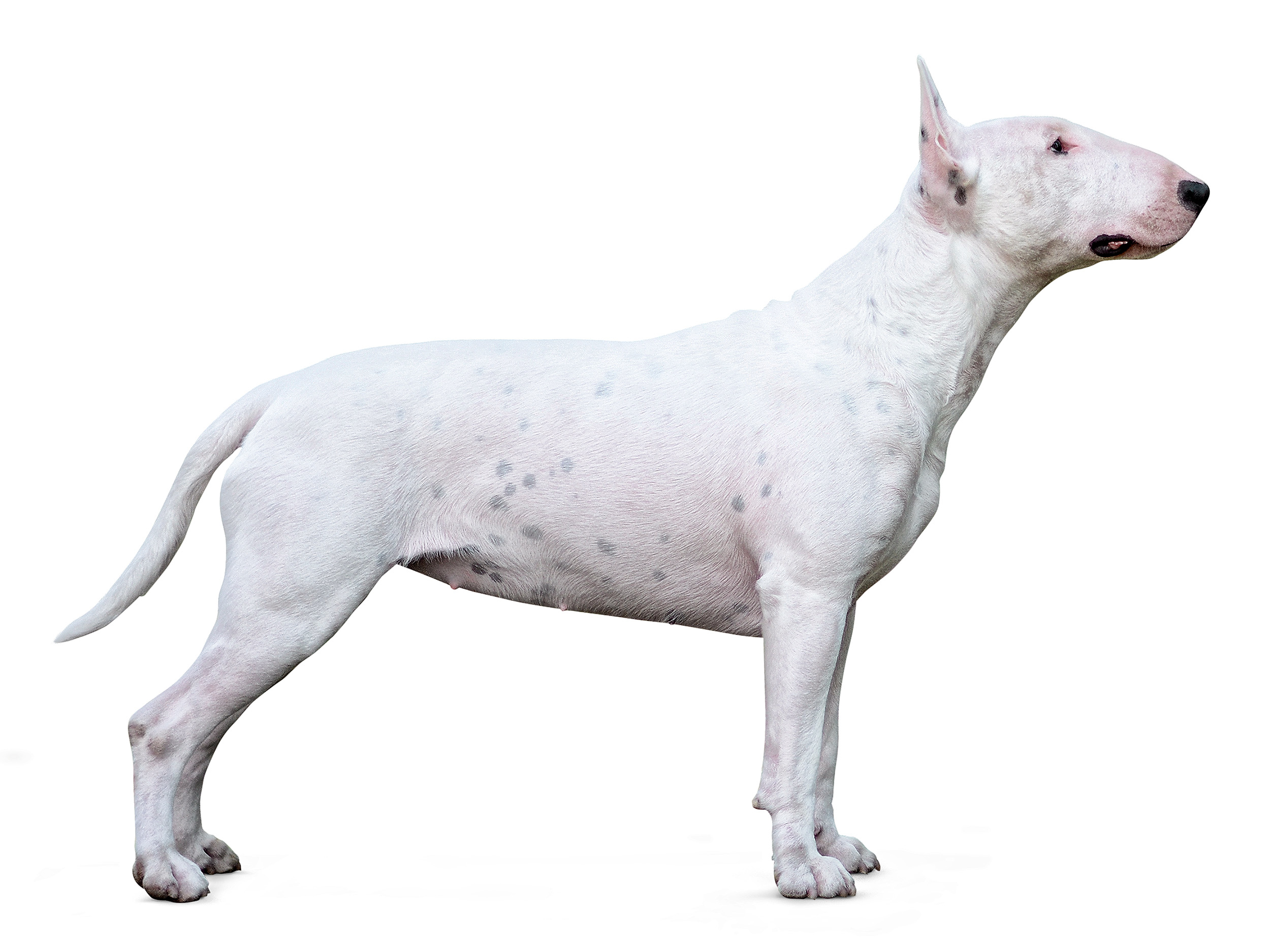 royal canin american staffordshire terrier