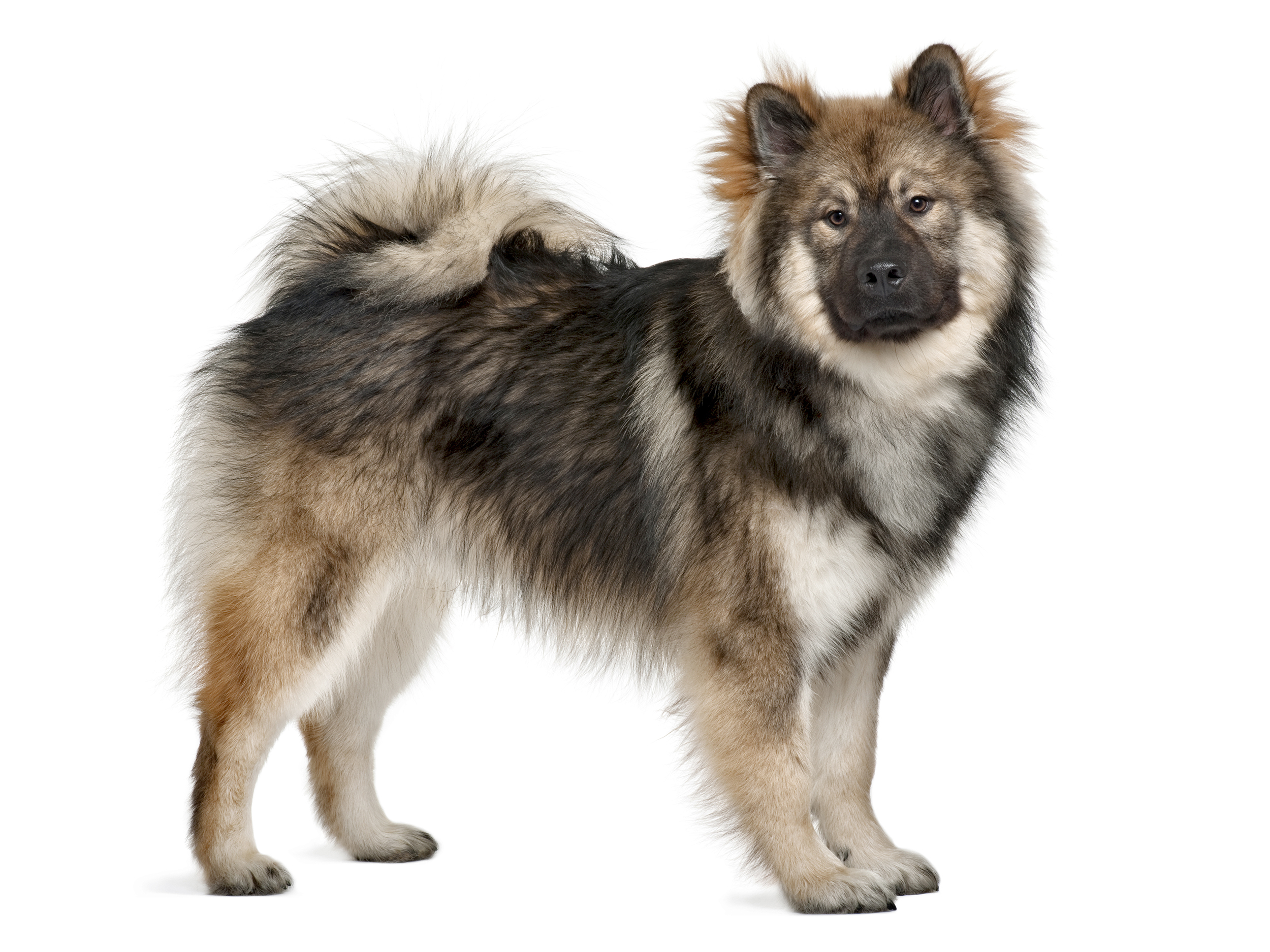 Eurasier adulto in bianco e nero