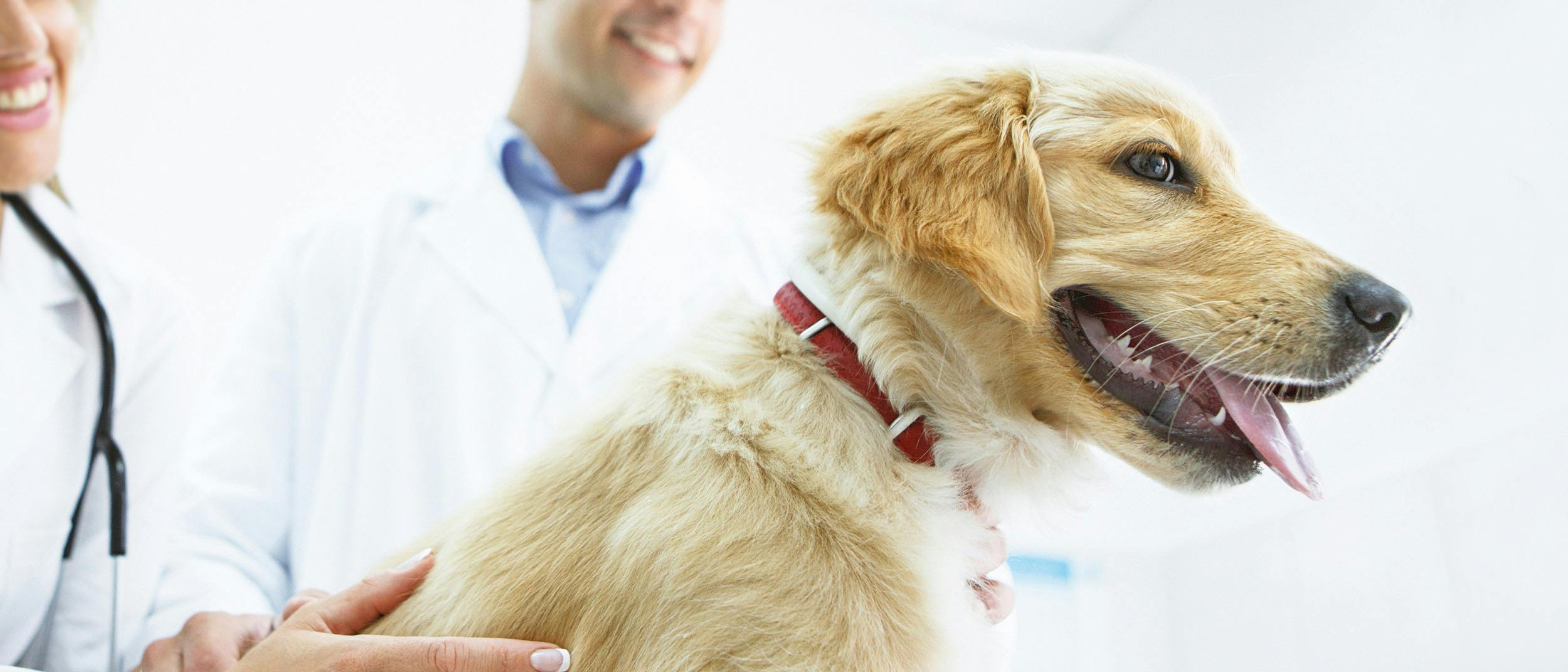 do dogs need boosters injection