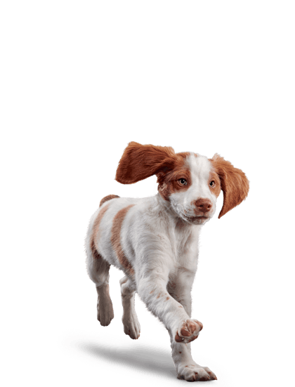 Eukanuba-Puppy-MediumBreed-Chicken_Emblematic