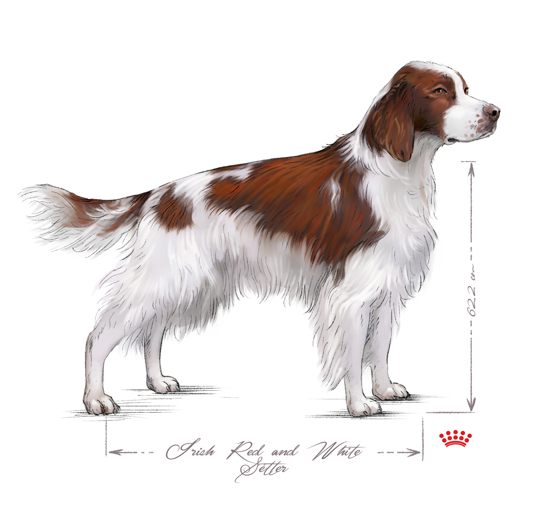 Irish Red and White Setter adult black and white