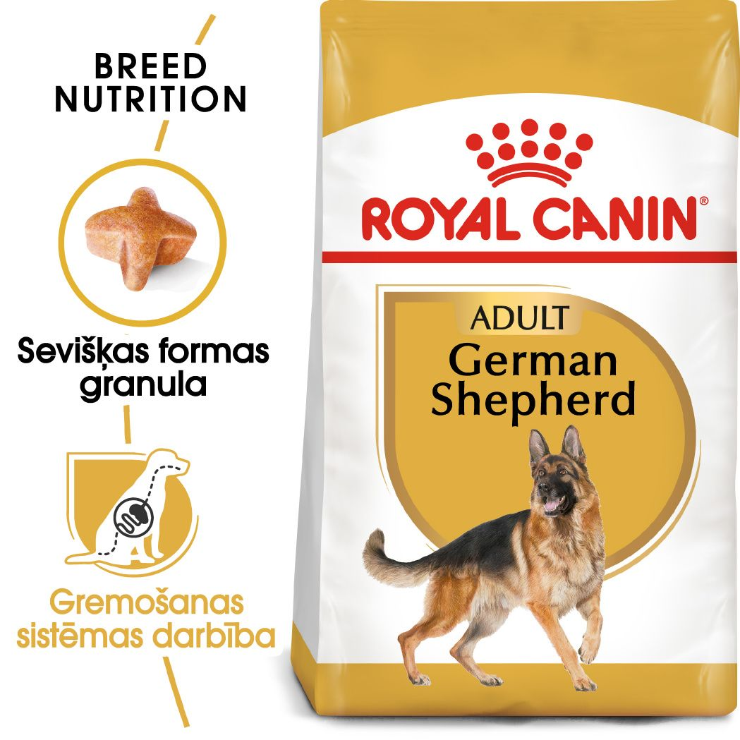German Shepherd Adult