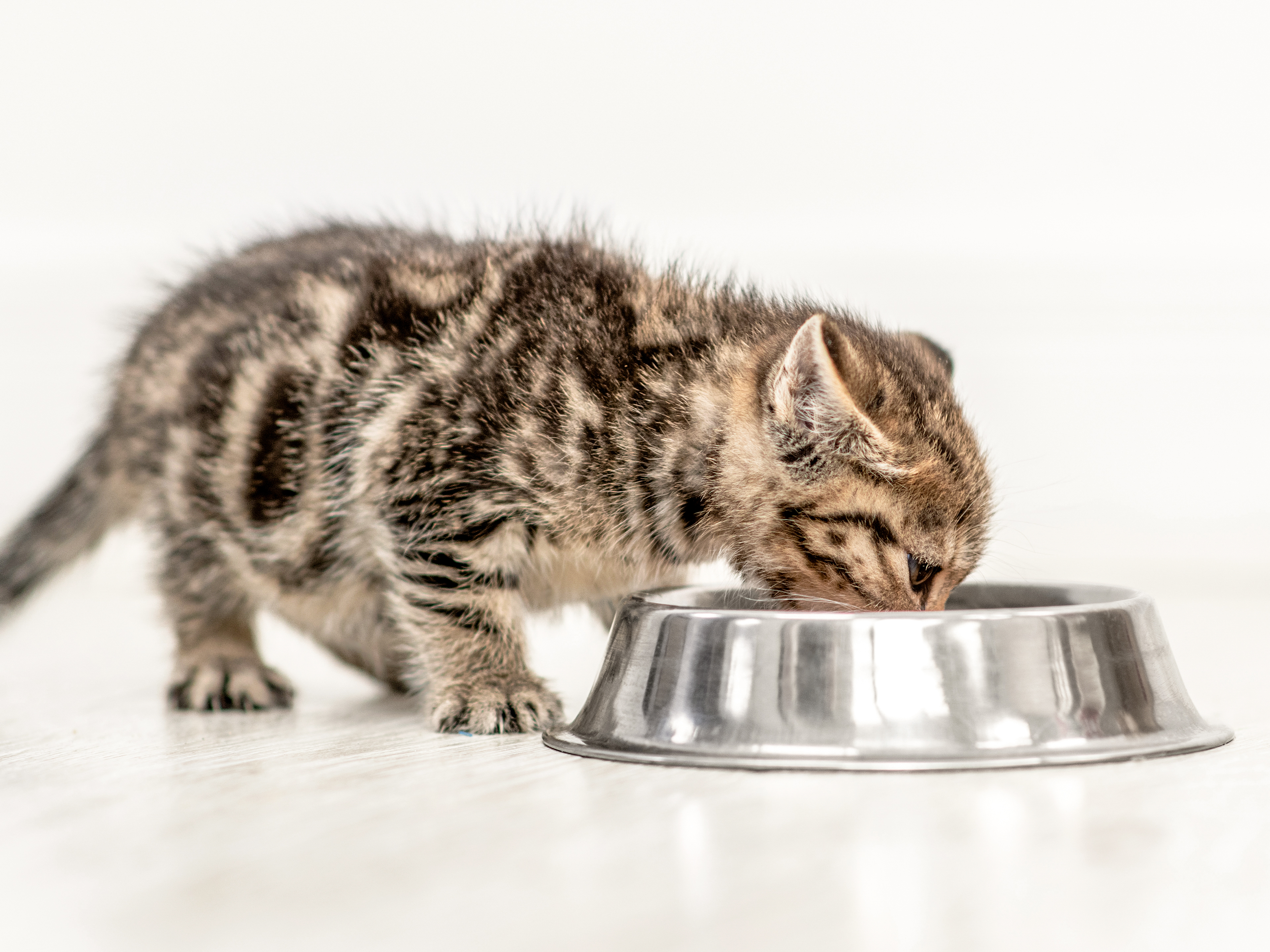 Kitten standing indoors eating from a stainless steel bowl